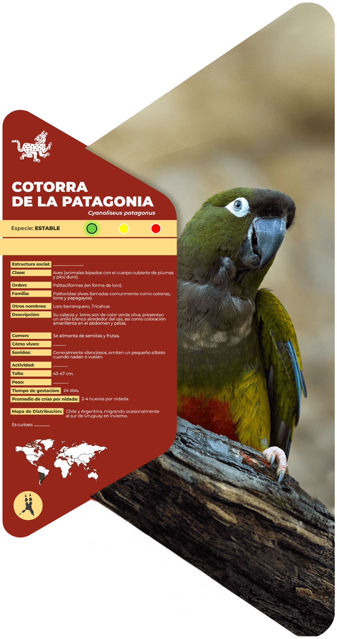 Cotorra de la Patagonia