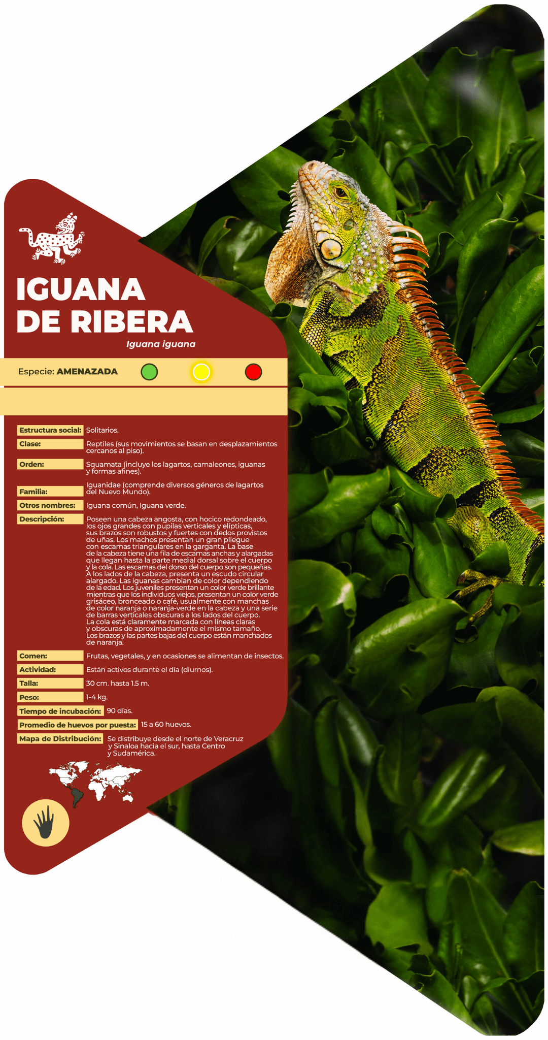 Iguana de ribera