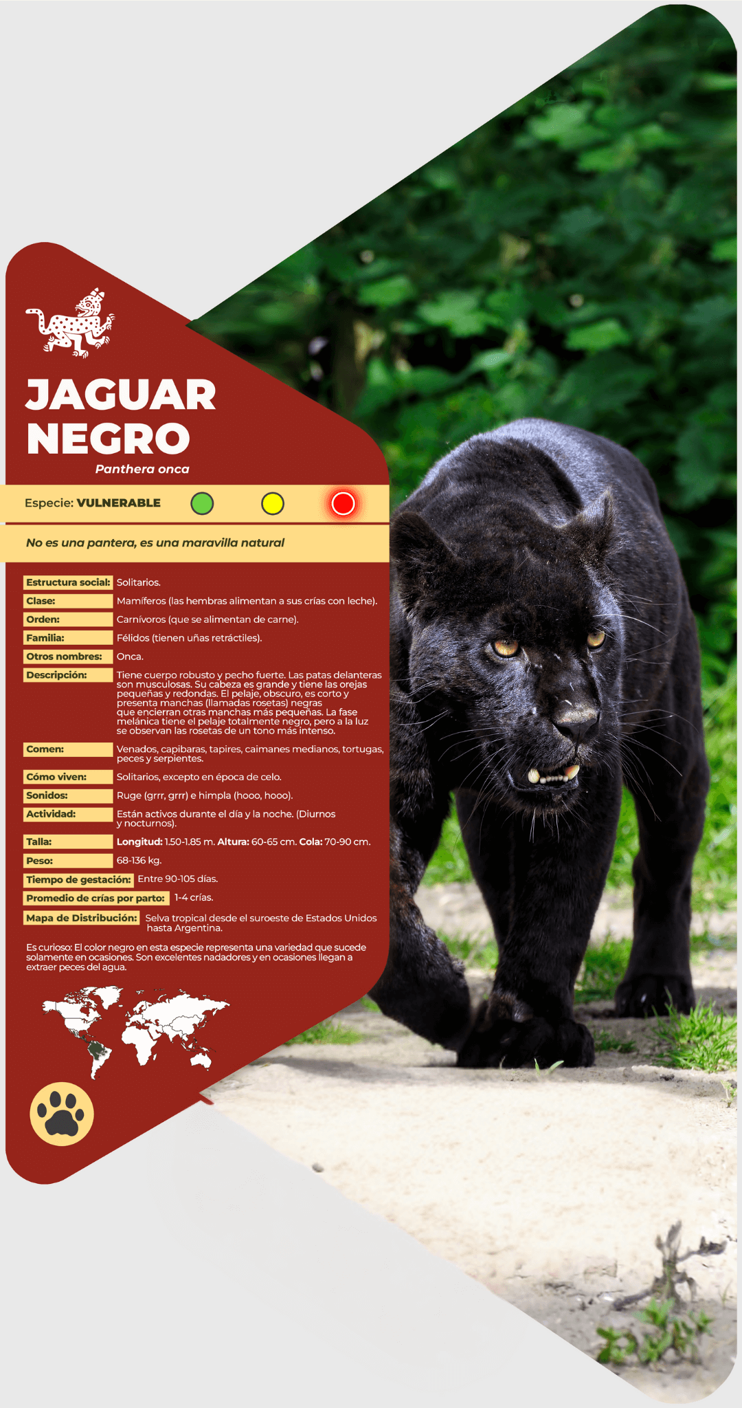 Jaguar negro