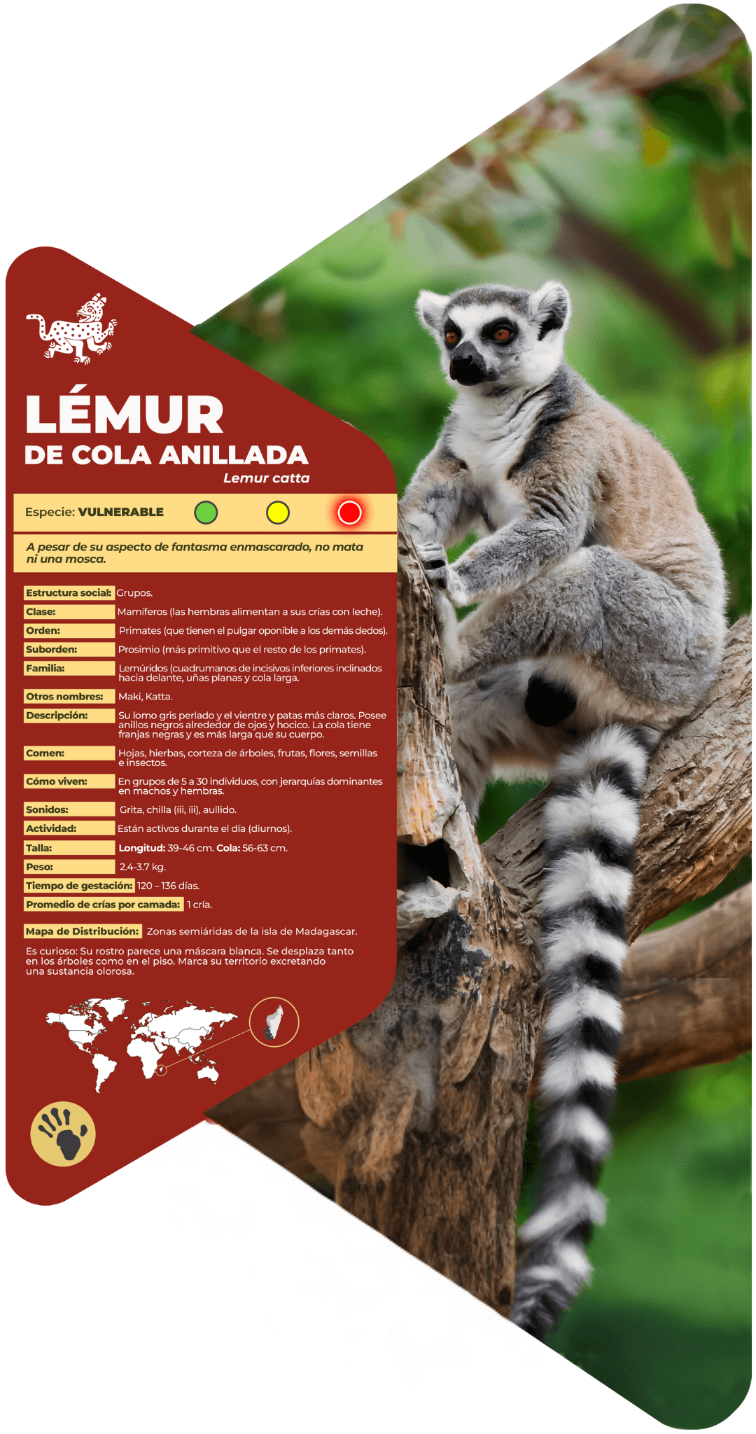 Lémur de cola anillada