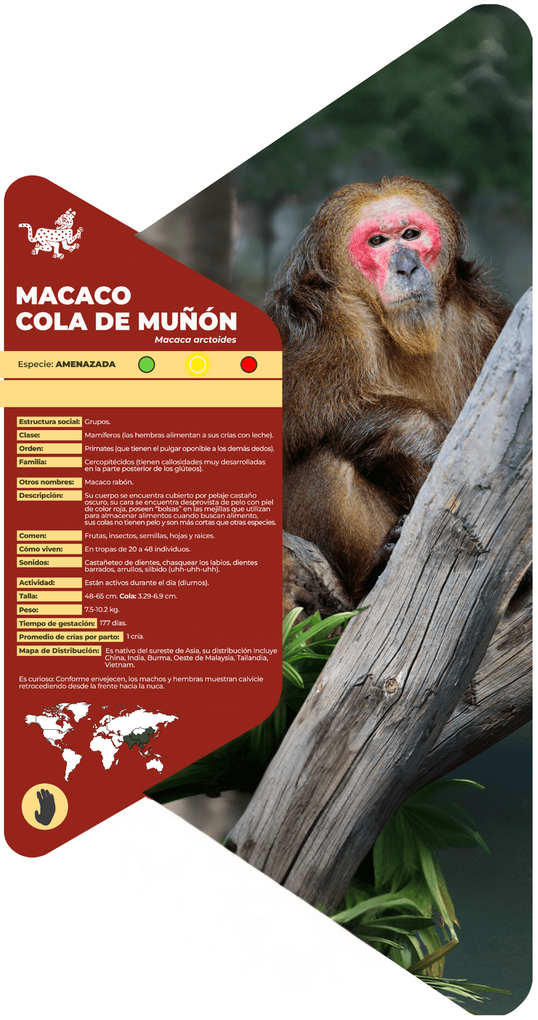 Macaco cola de muñón