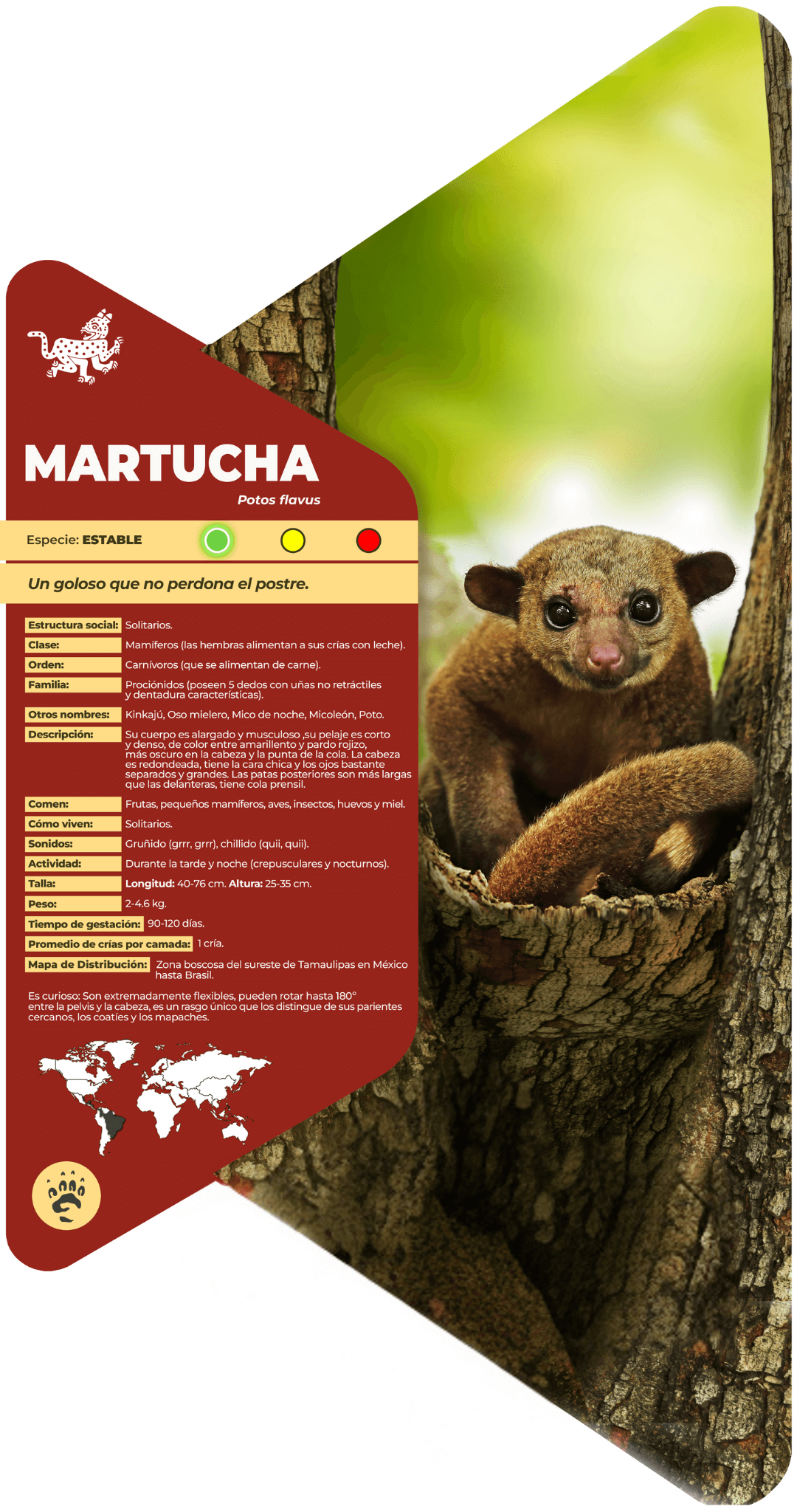 Martucha