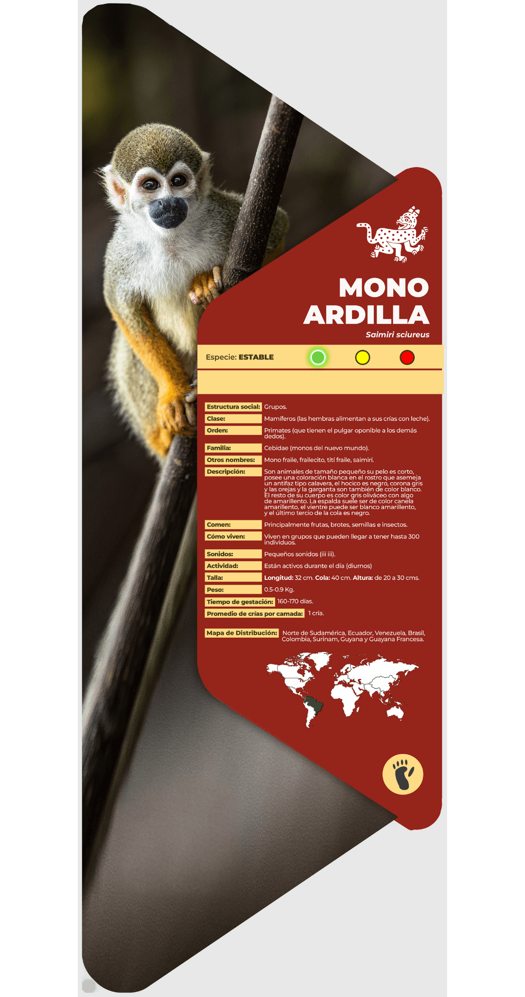 Mono ardilla