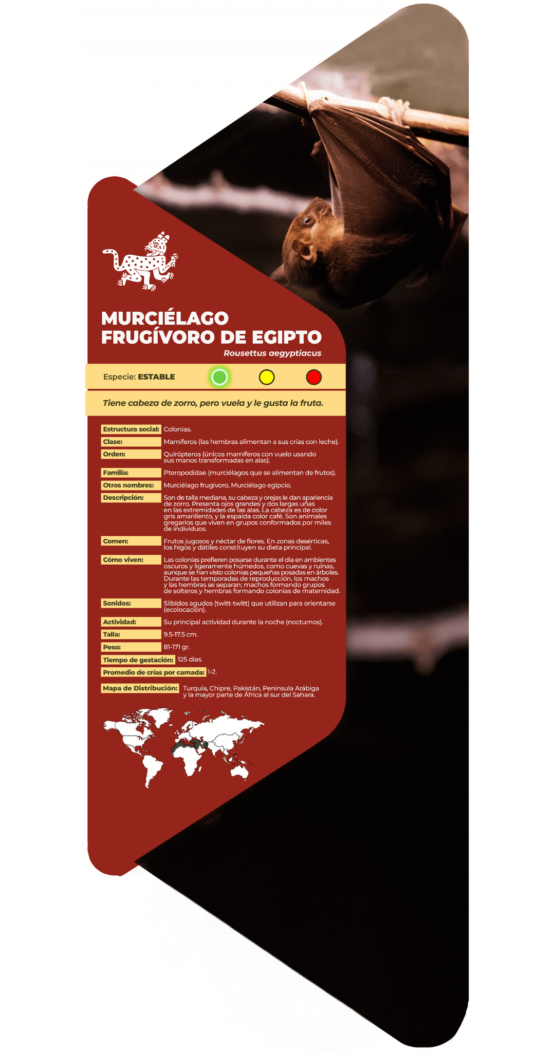 Murciélago frugívoro de Egipto