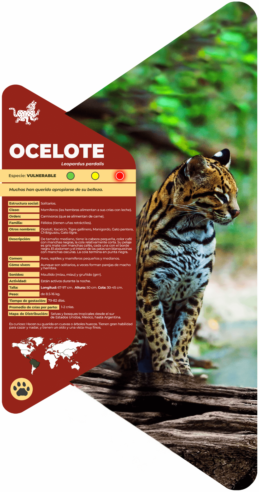 Ocelote