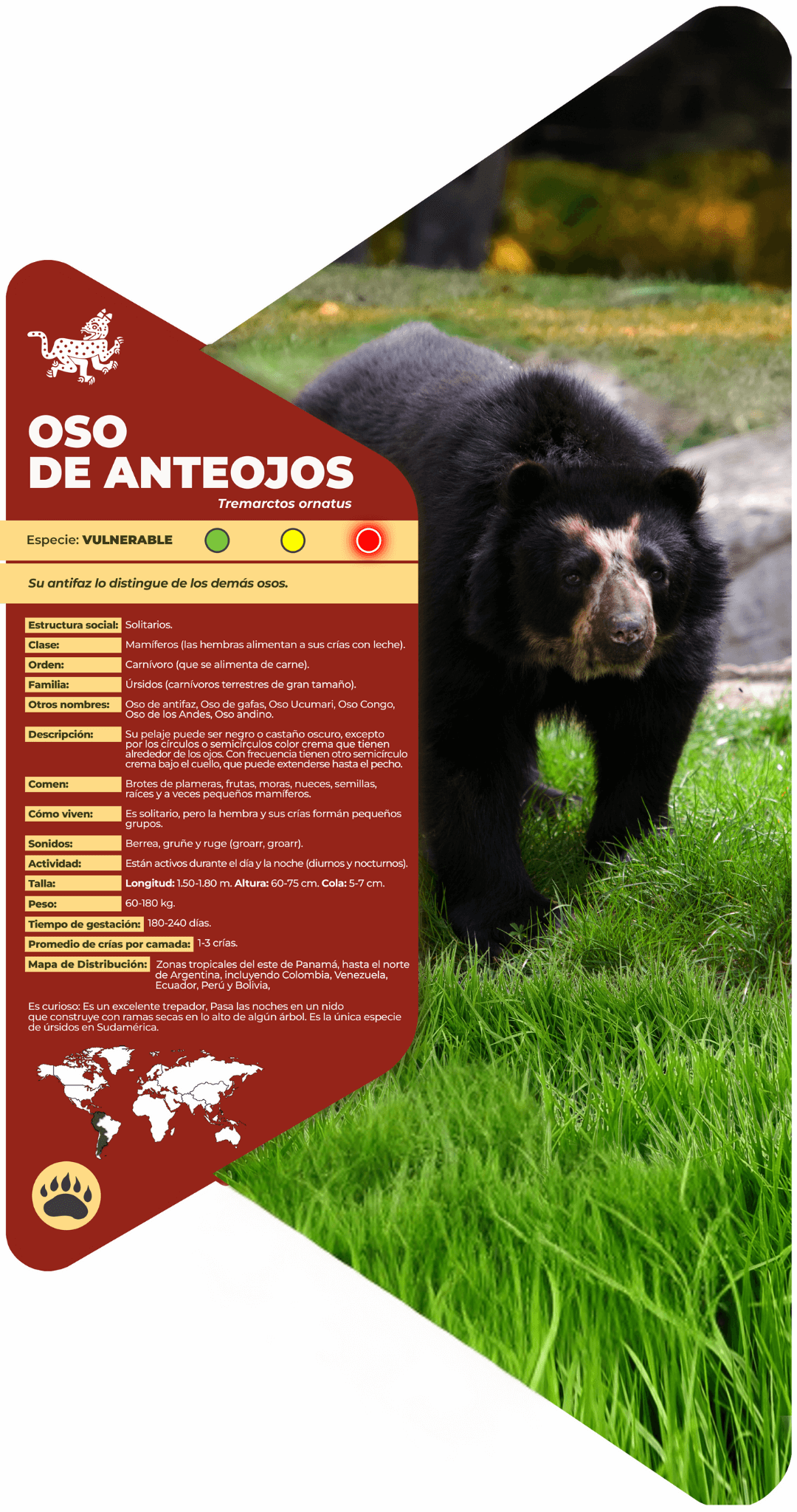 Oso de anteojos