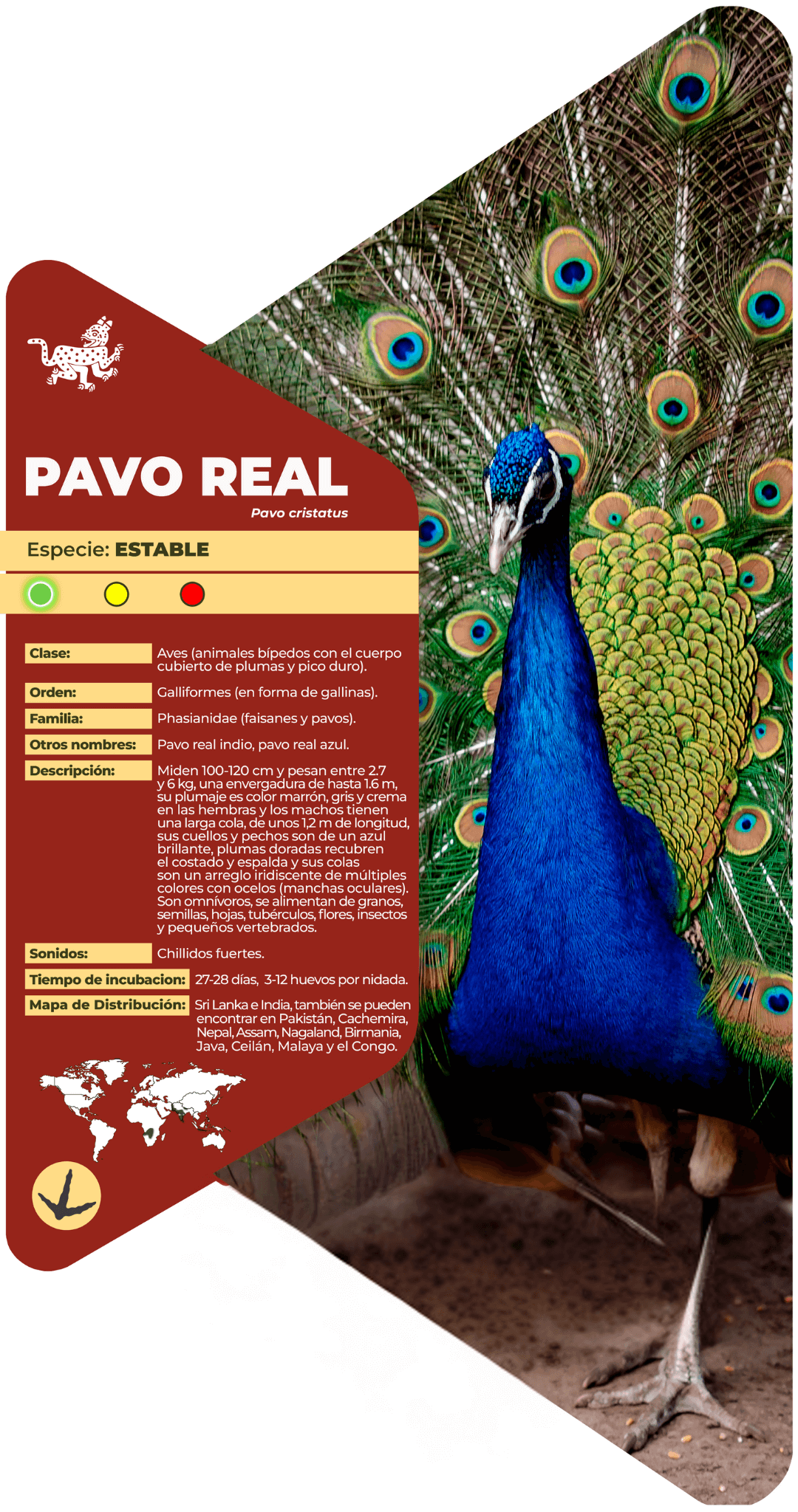 Pavo real