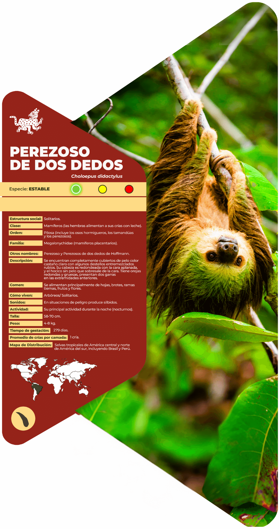 Perezoso de dos dedos