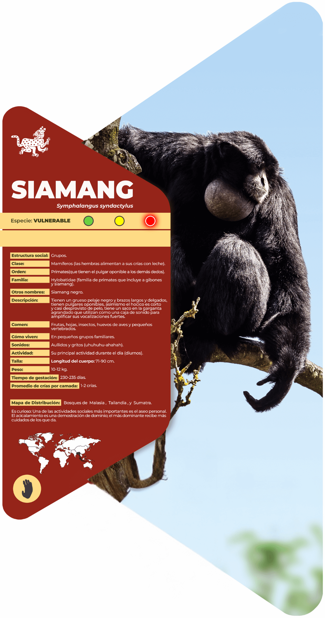 Siamang