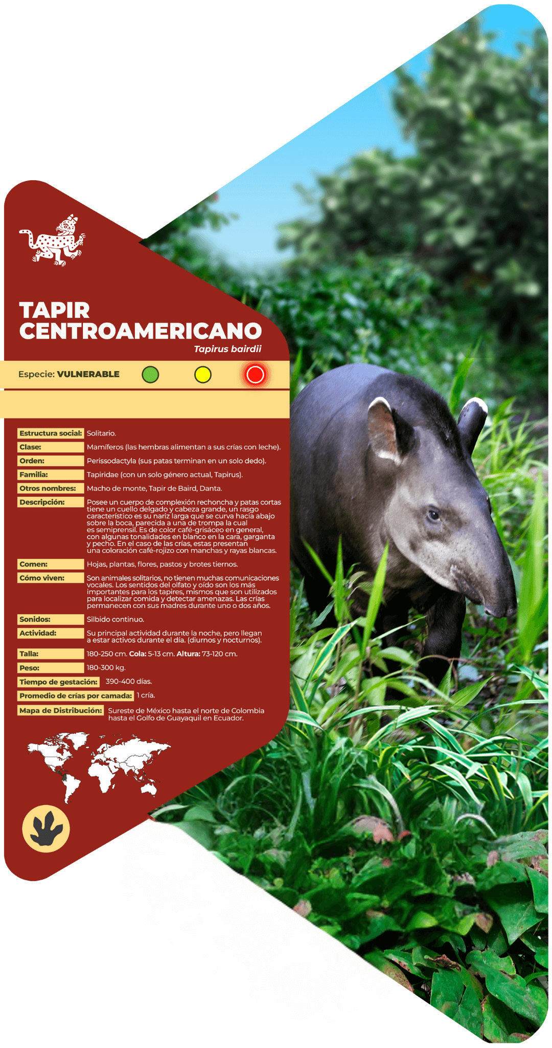 Tapir centroamericano
