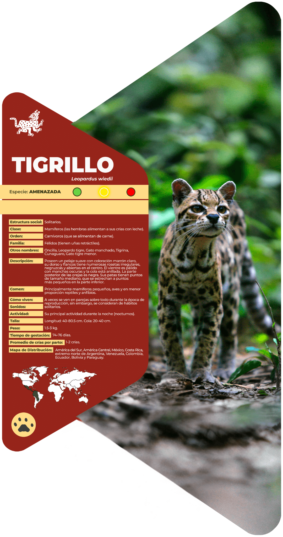 Tigrillo