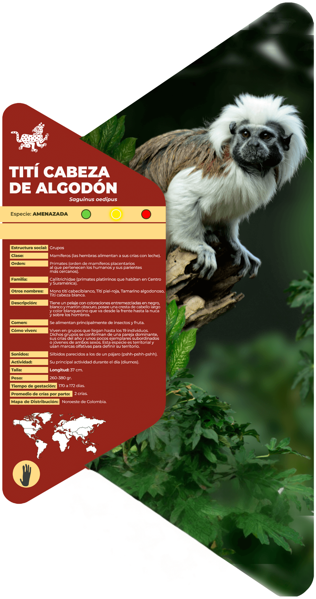 Tití cabeza de algodón