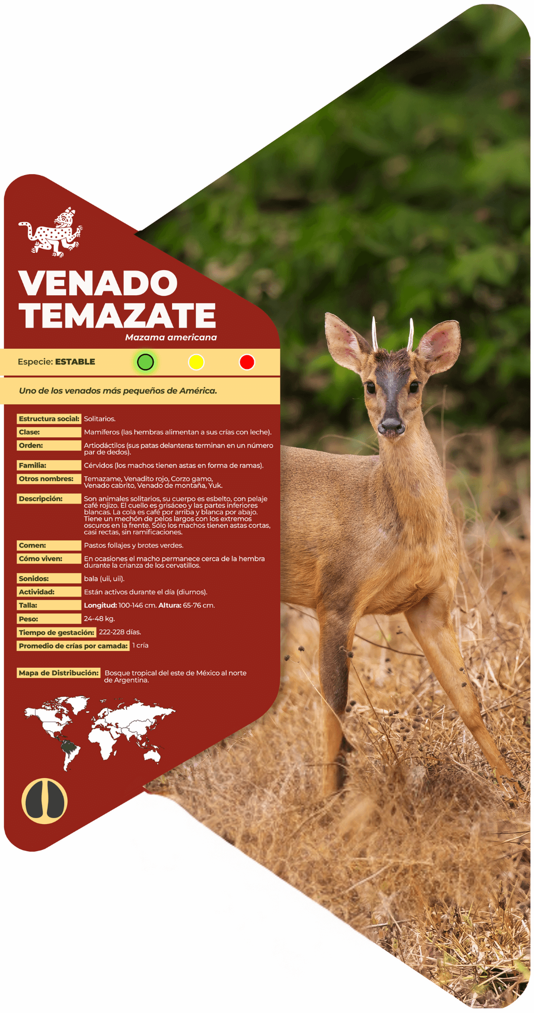 Venado temazate