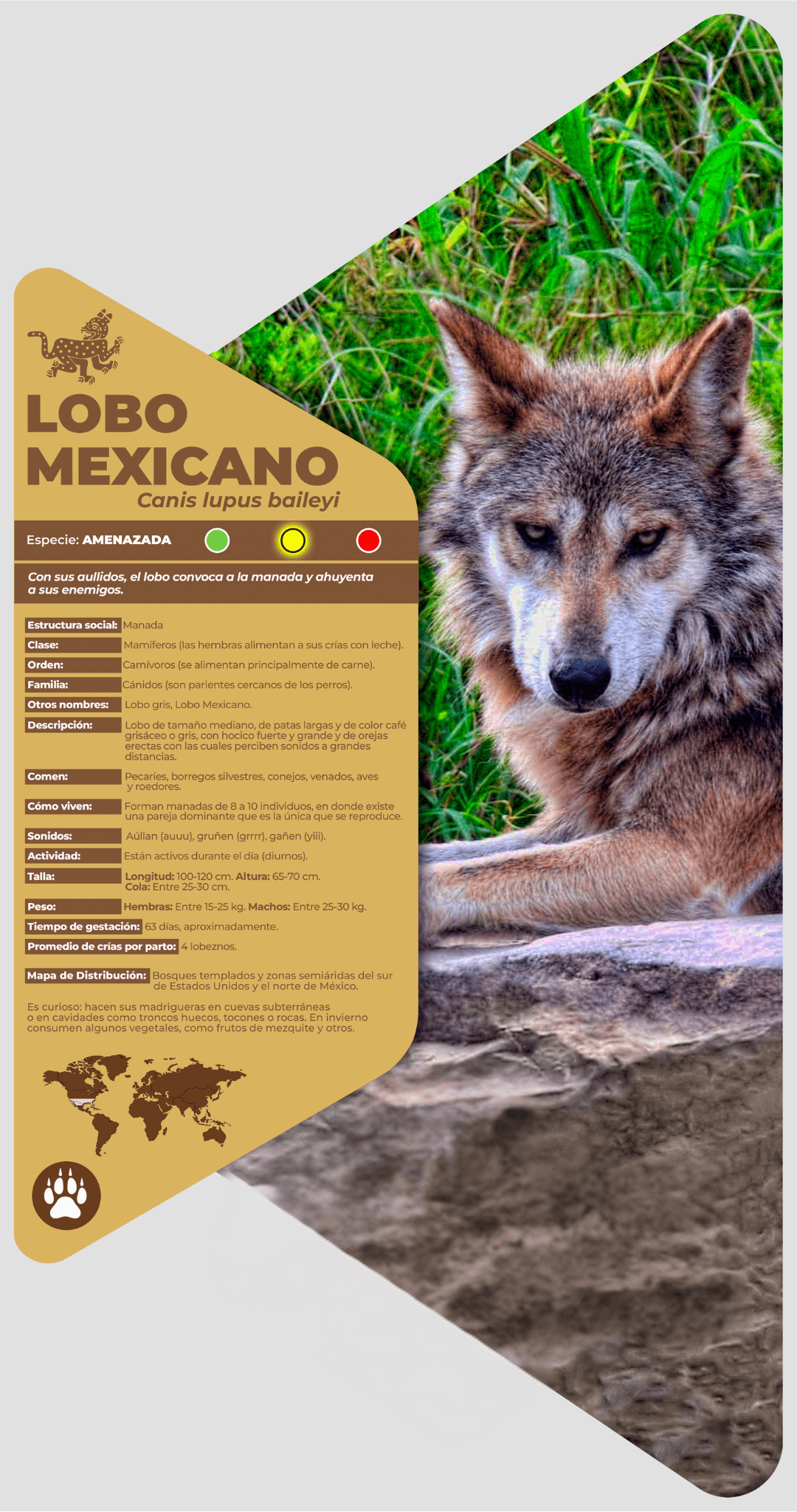 Lobo mexicano (amenazado)