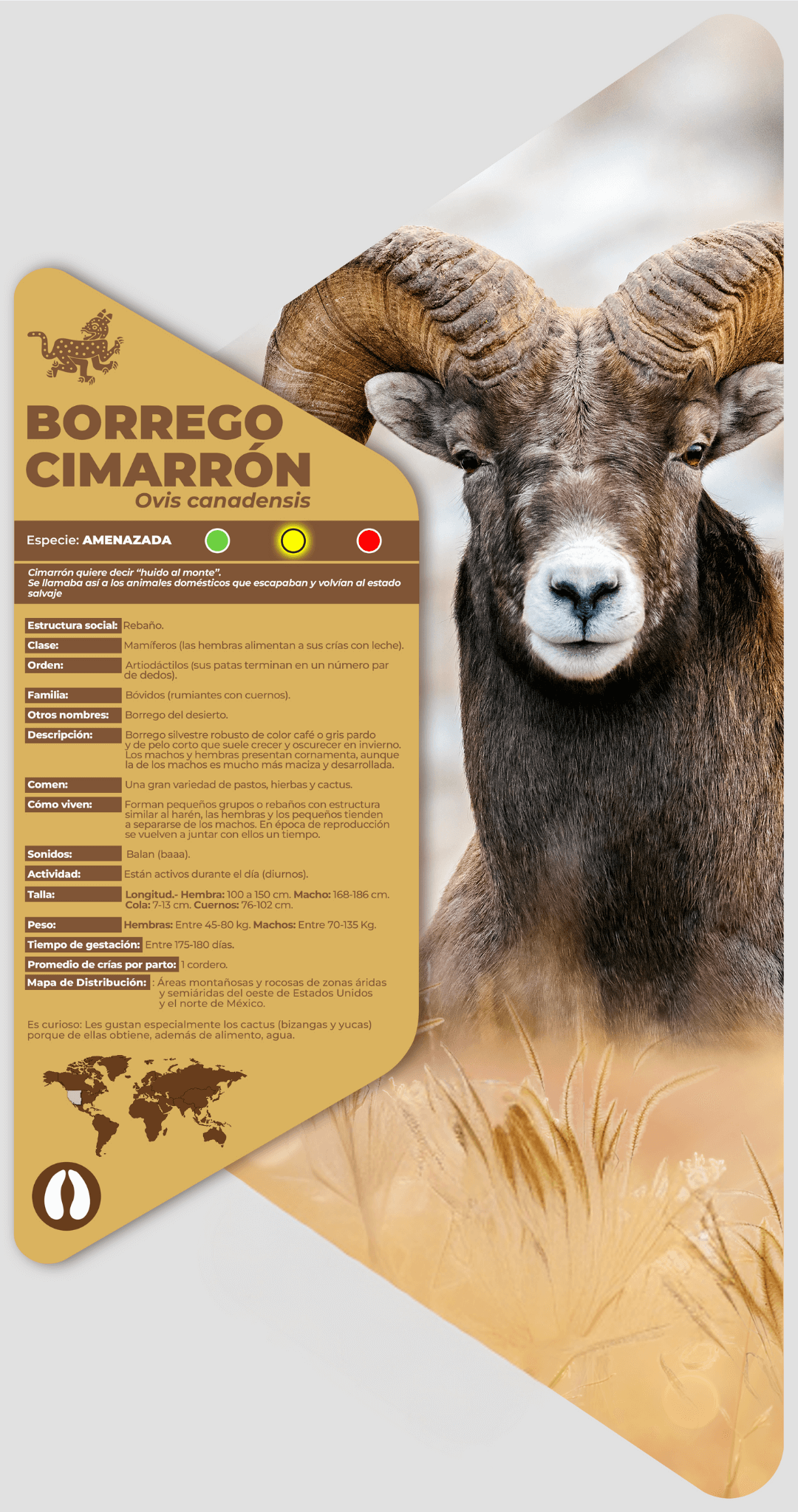 Borrego cimarrón