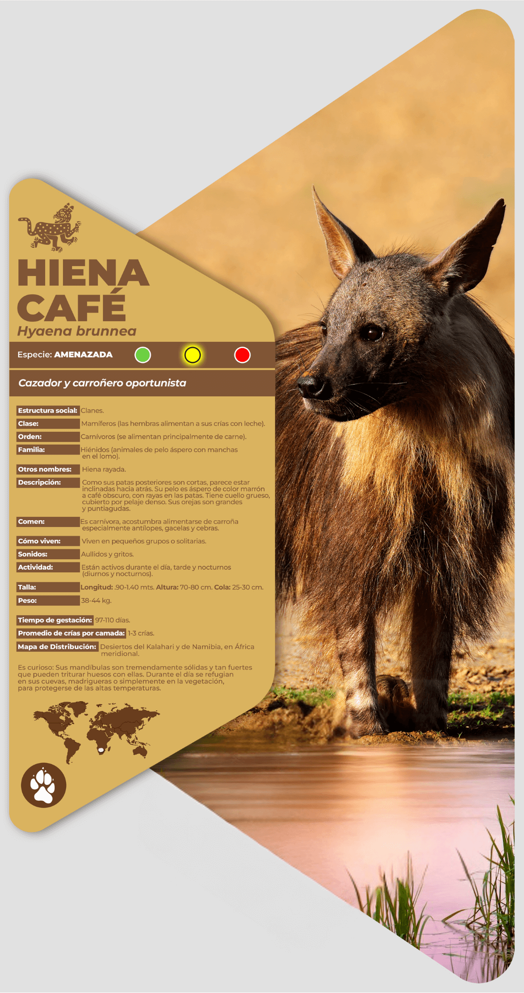 Hiena café