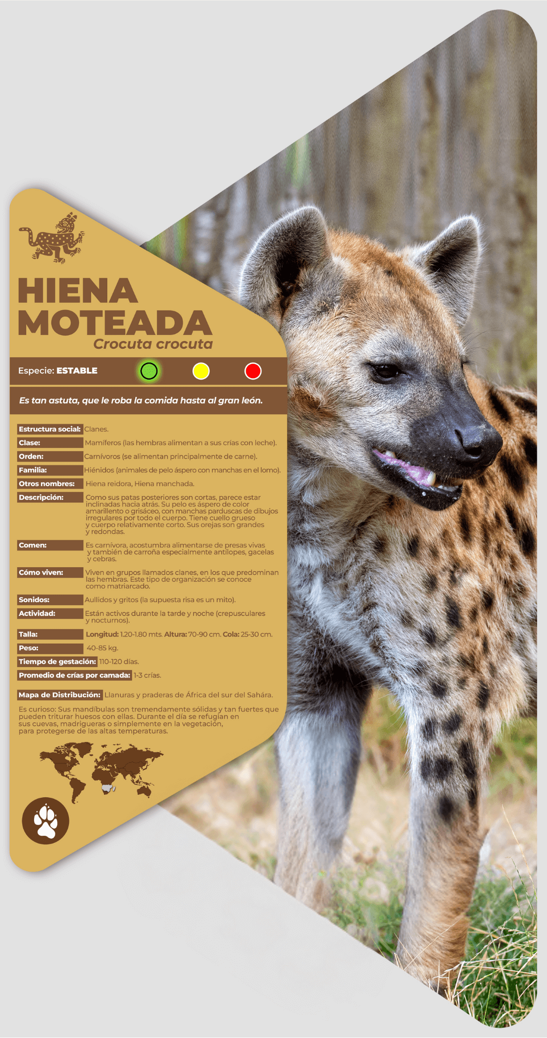 Hiena moteada