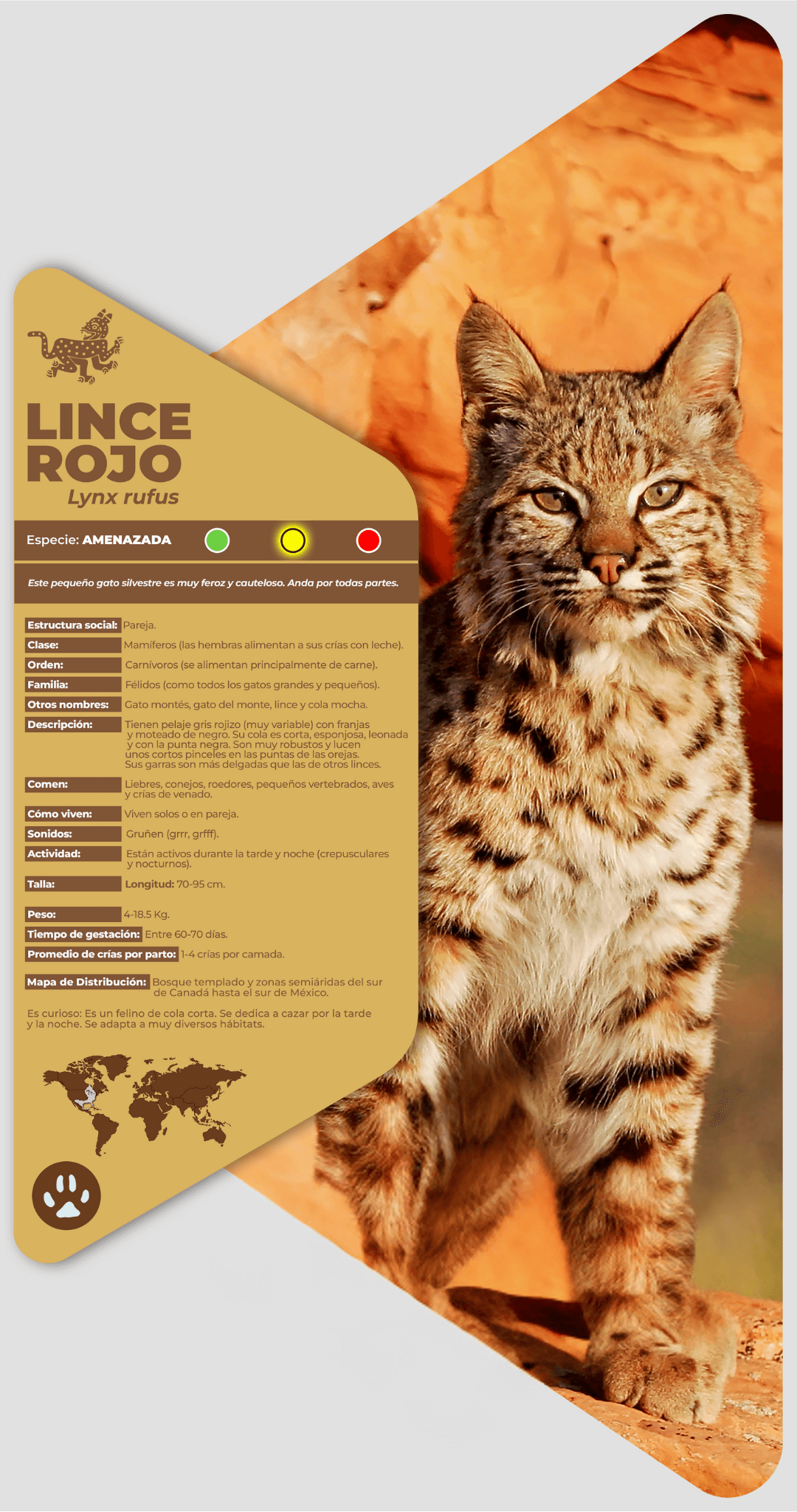 Lince rojo