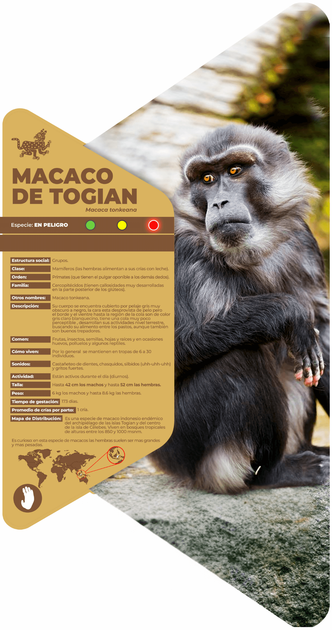 Macaco de Togian