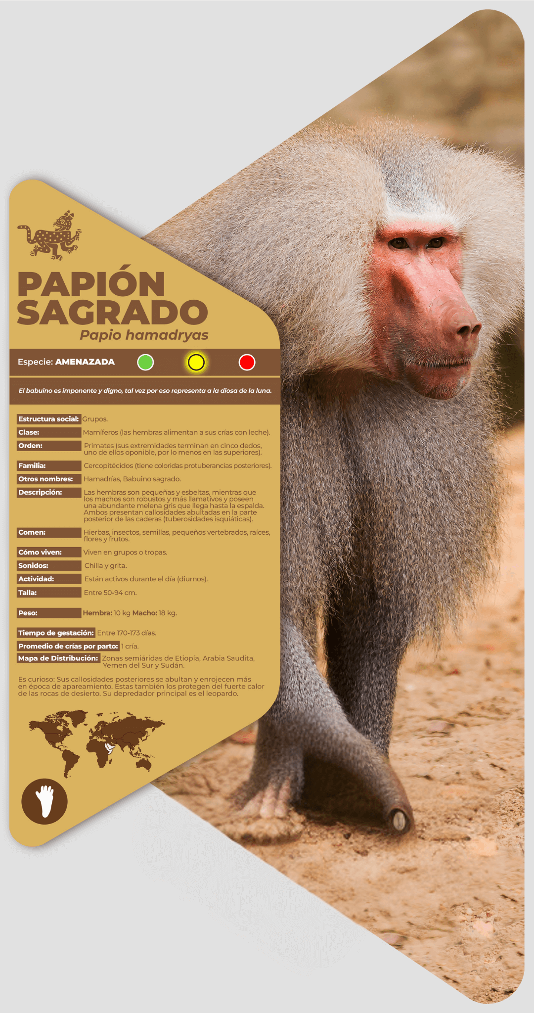 Papión sagrado