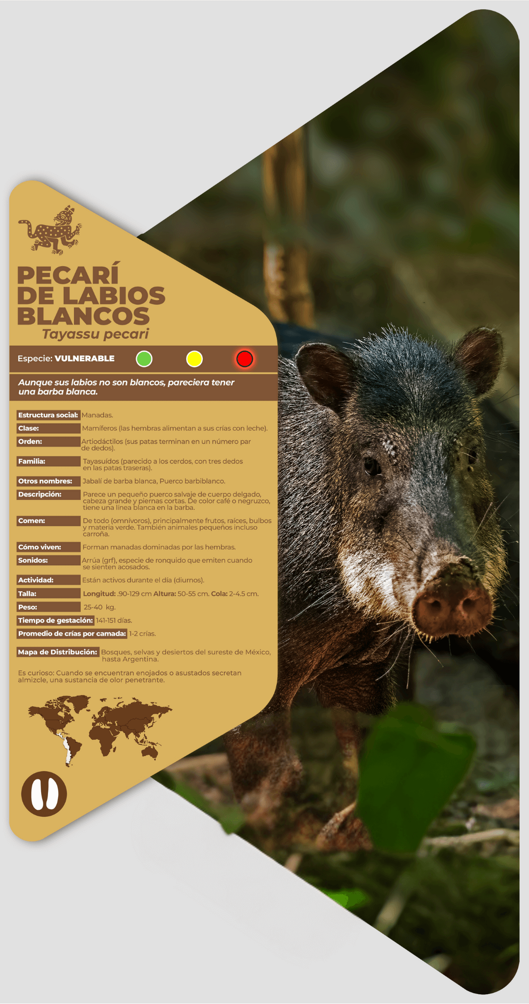 Pecarí de labios blancos