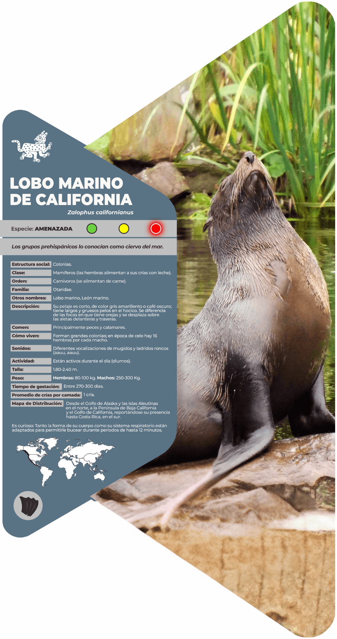 Lobo marino de California