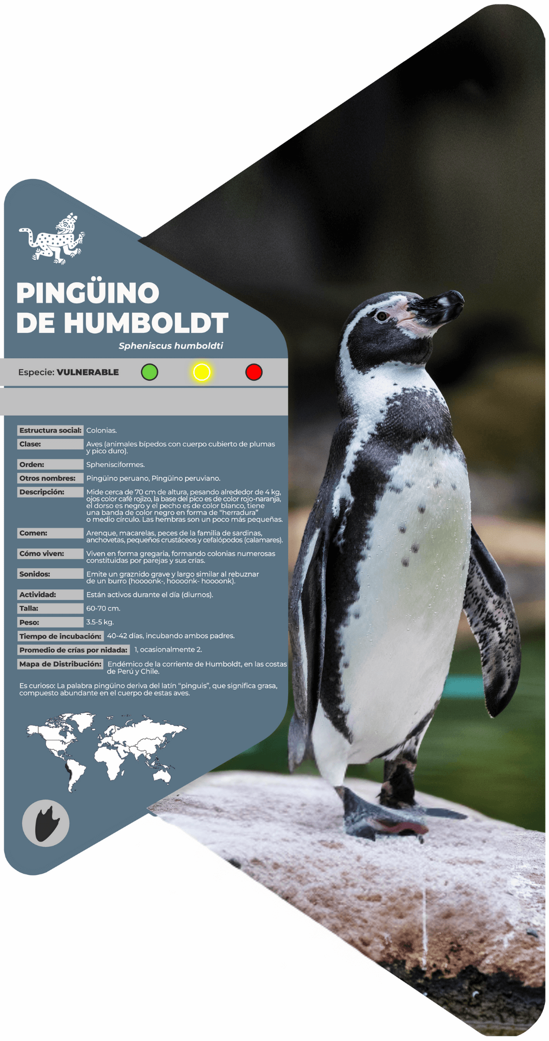 Pingüino de Humboldt