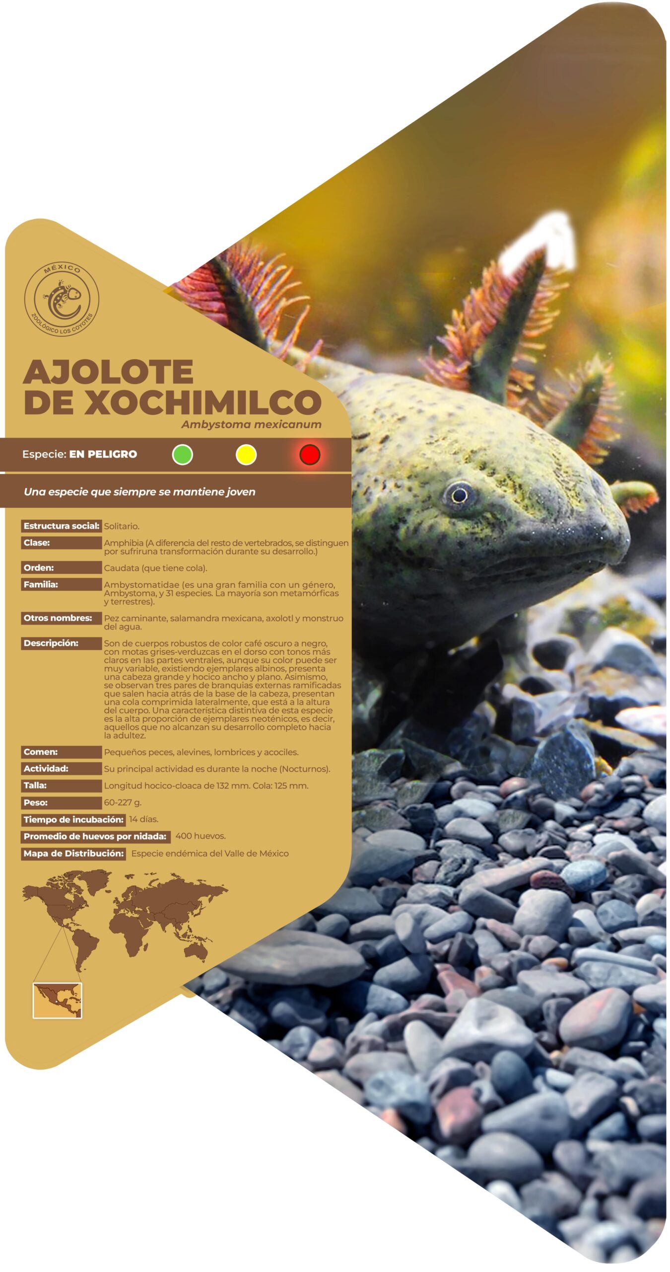 Ajolote de Xochimilco