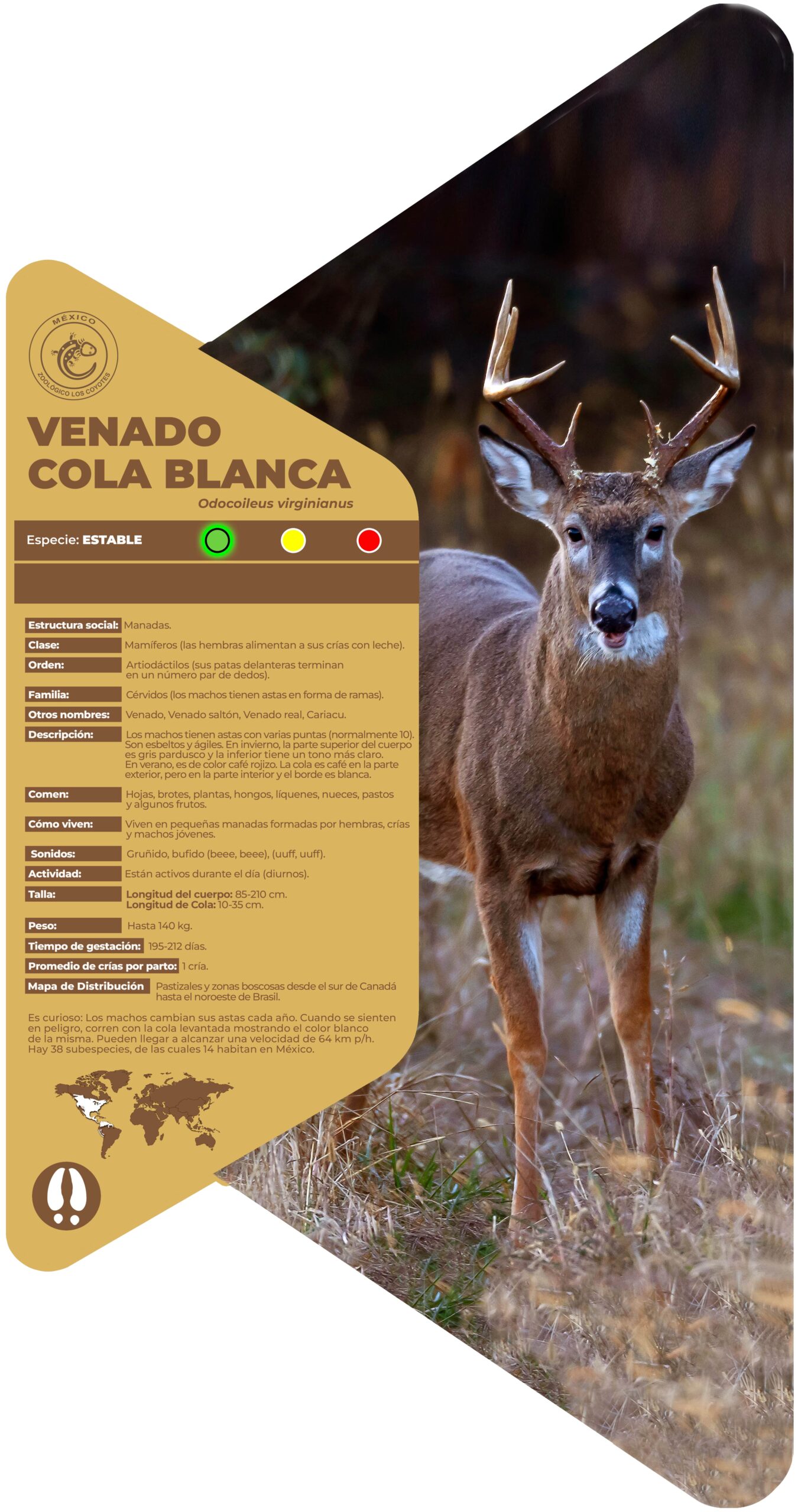 Venado cola blanca