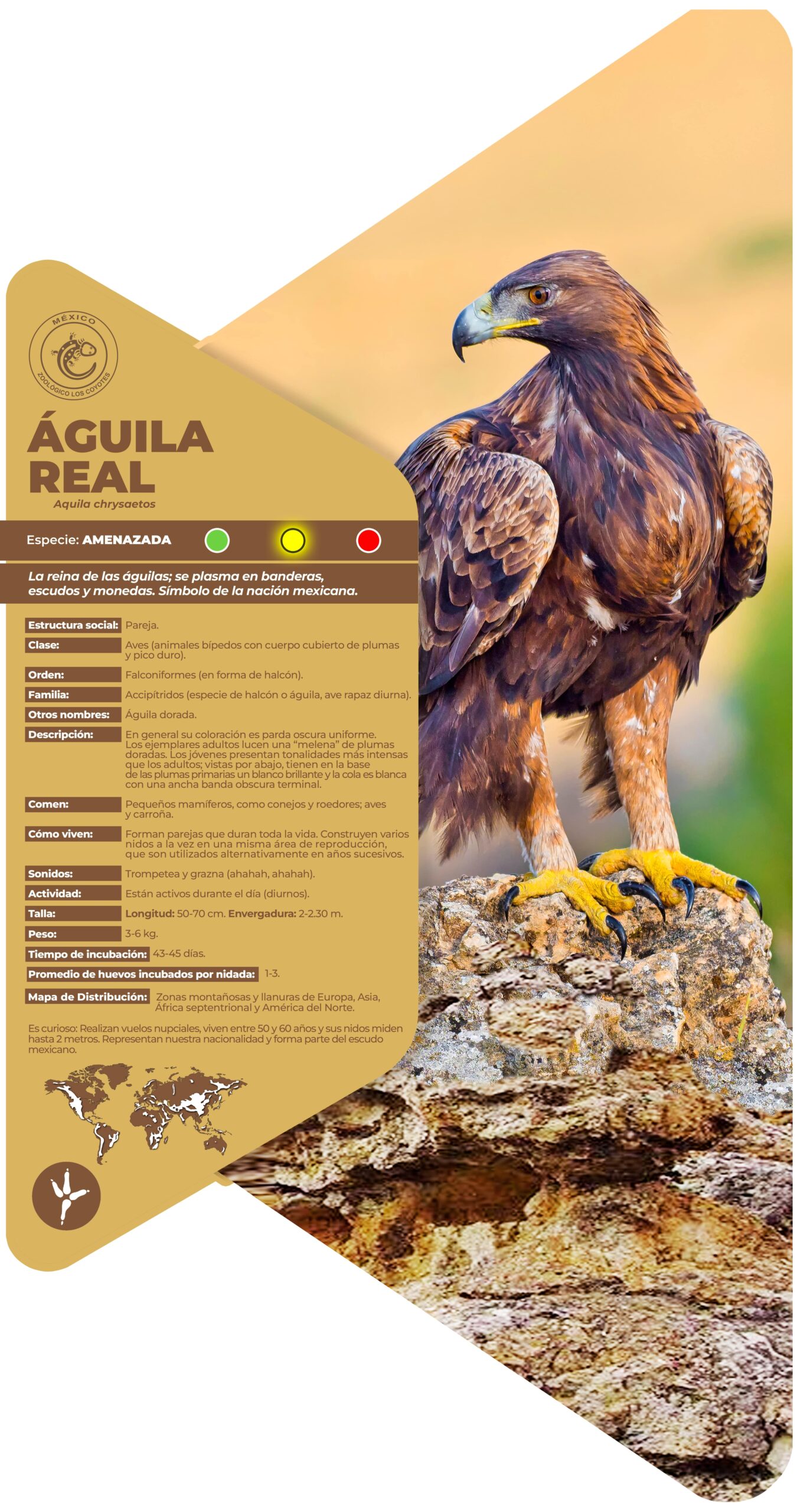 Águila real