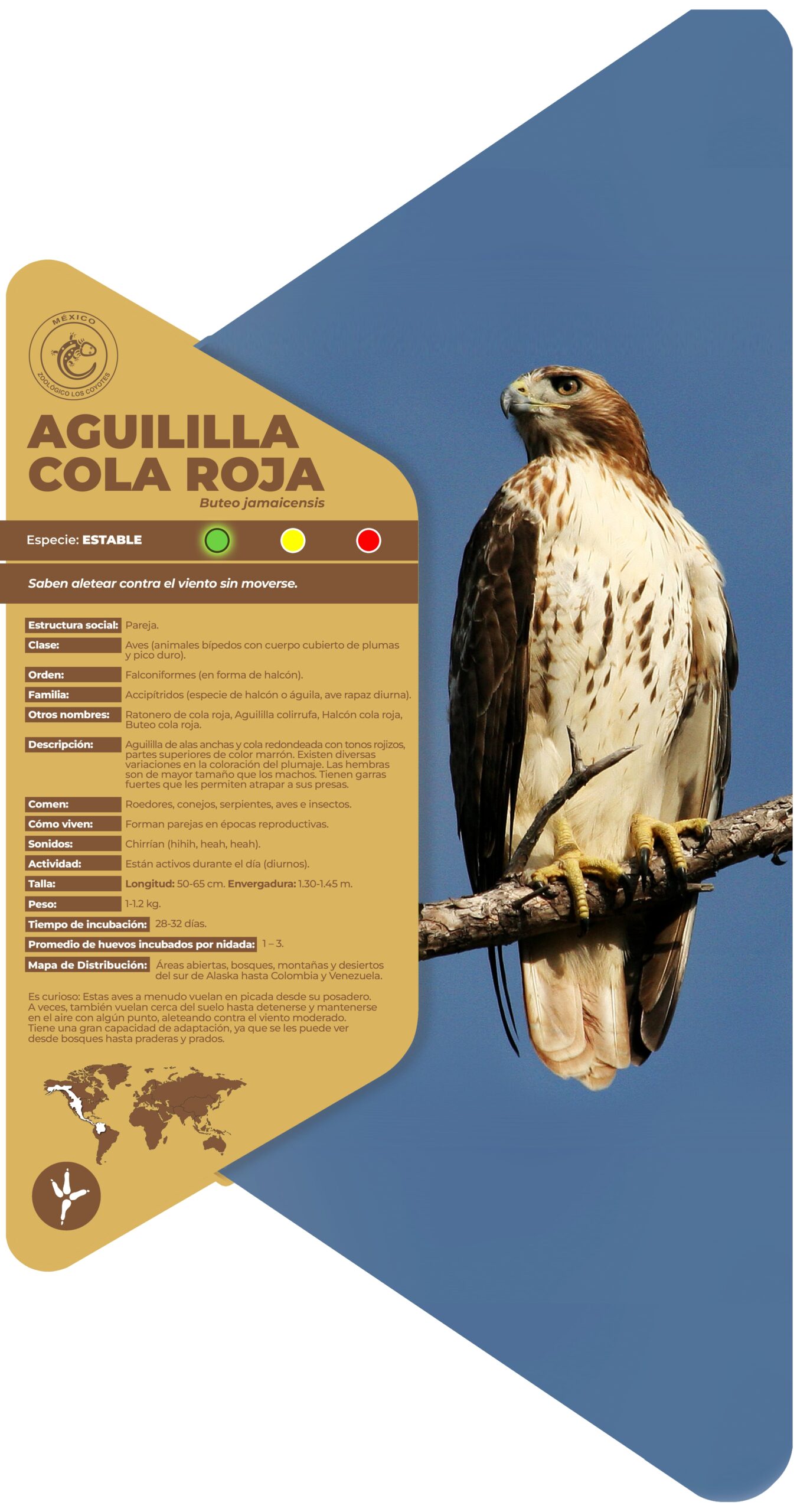 Aguililla cola roja