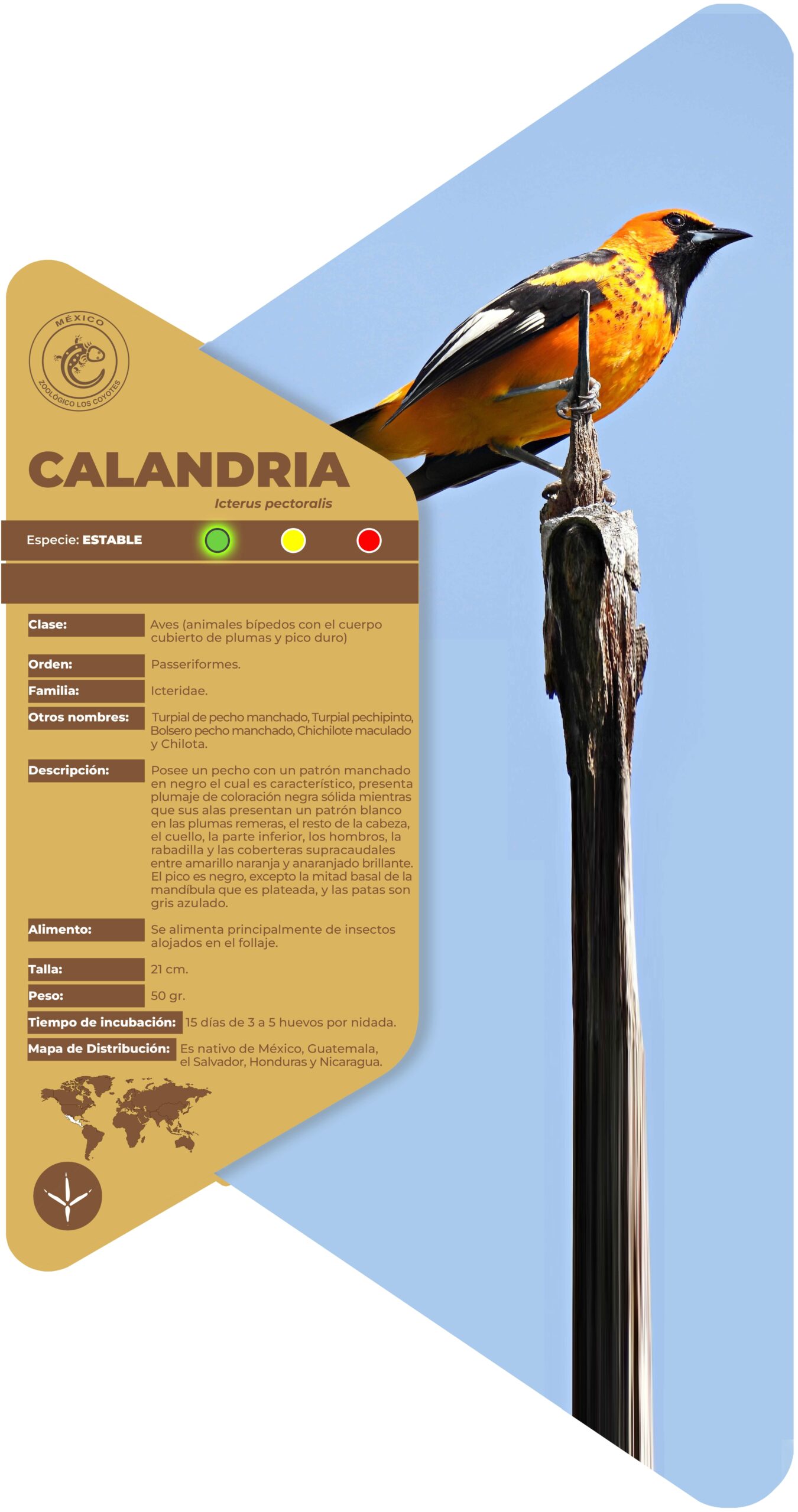 Calandria