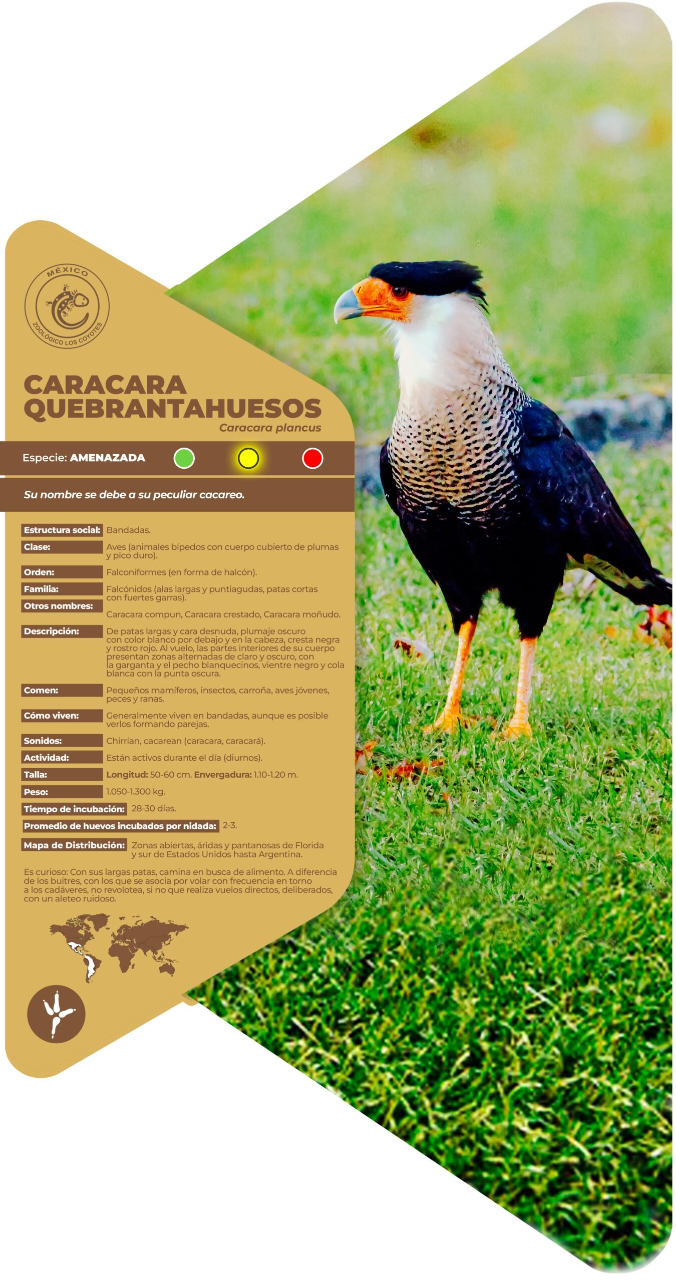 Caracara