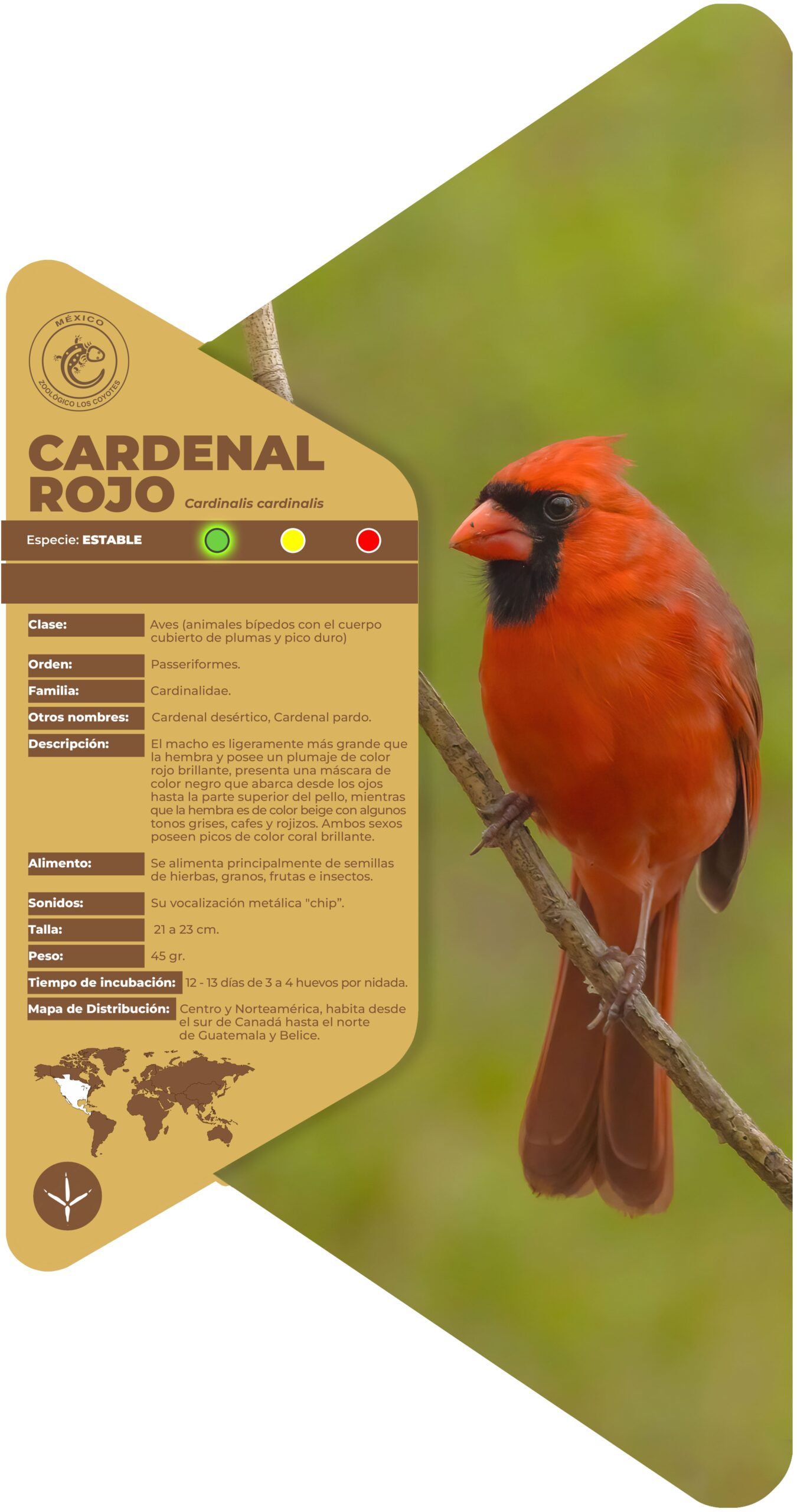 Cardenal rojo
