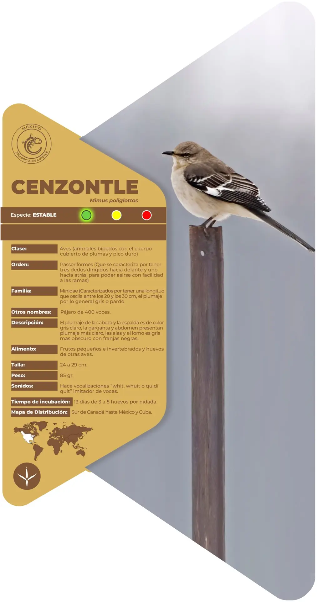 Cenzontle