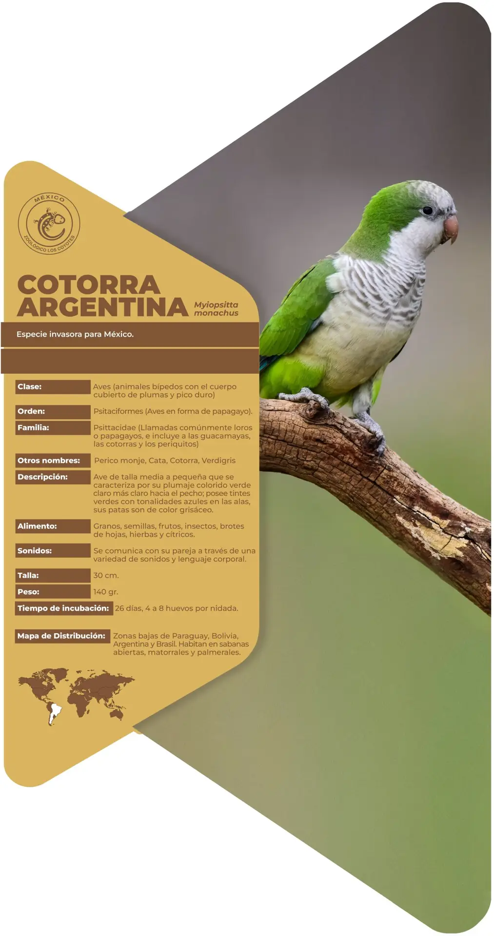 Cotorra argentina