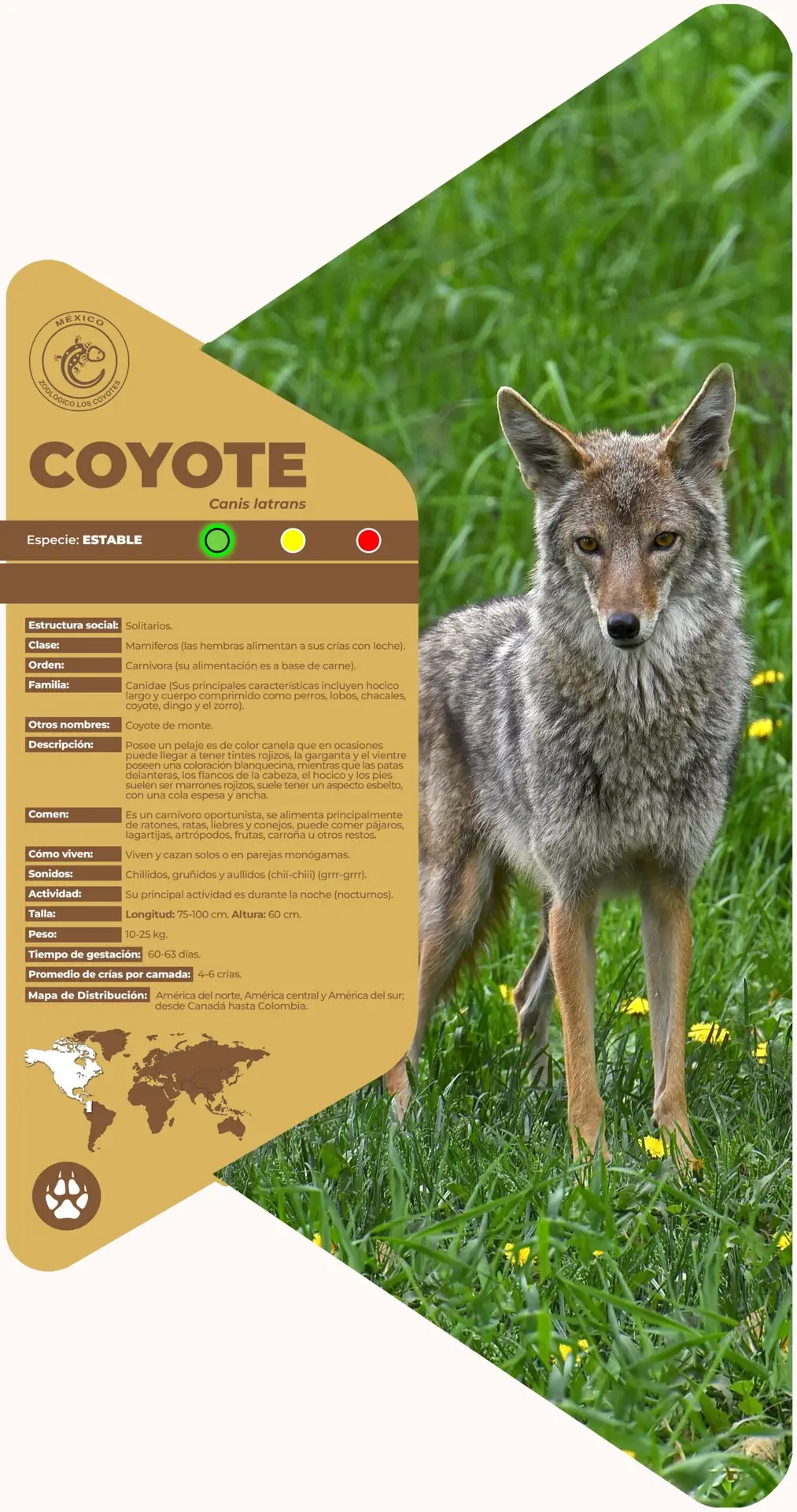 Coyote