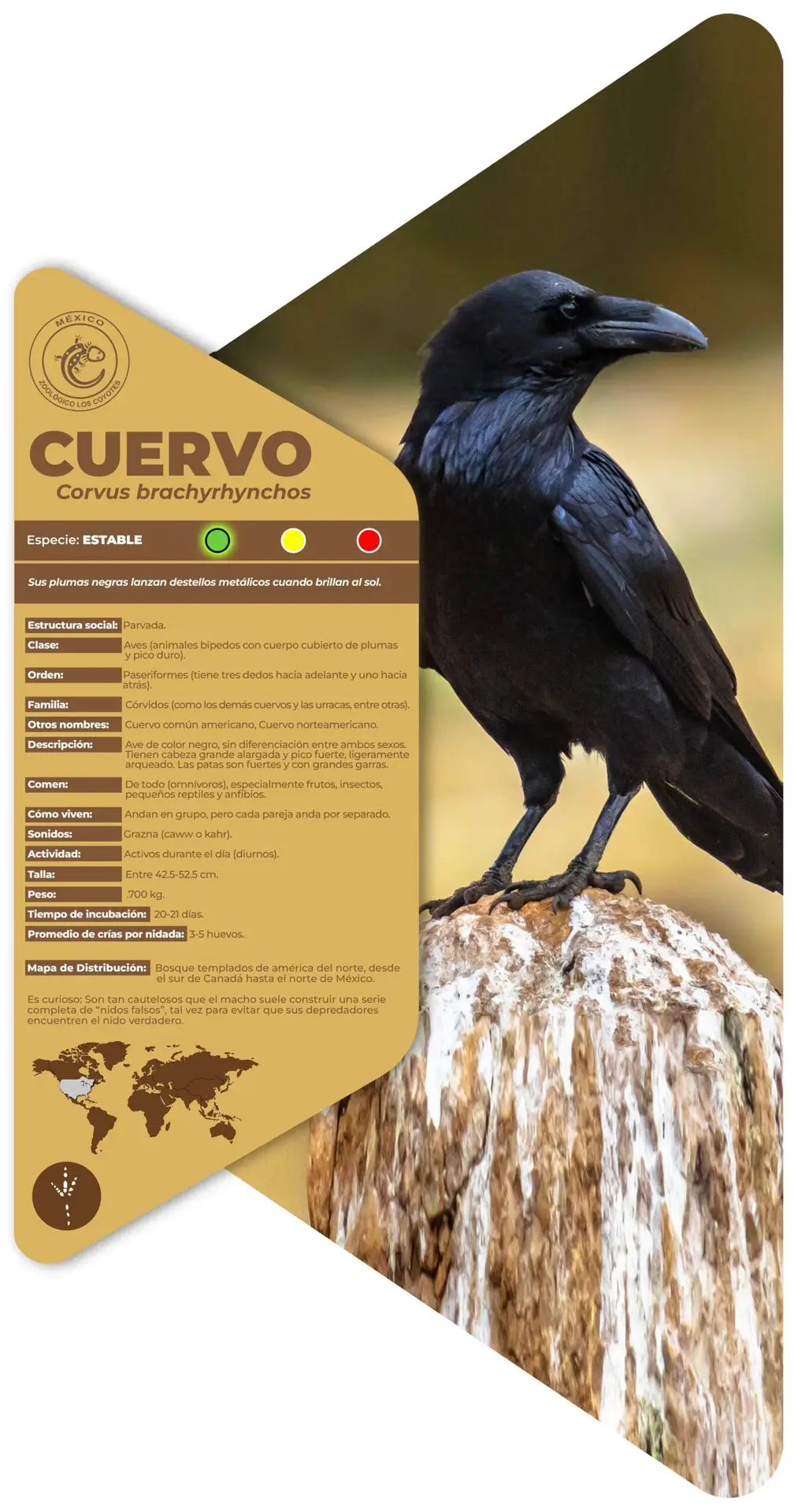 Cuervo