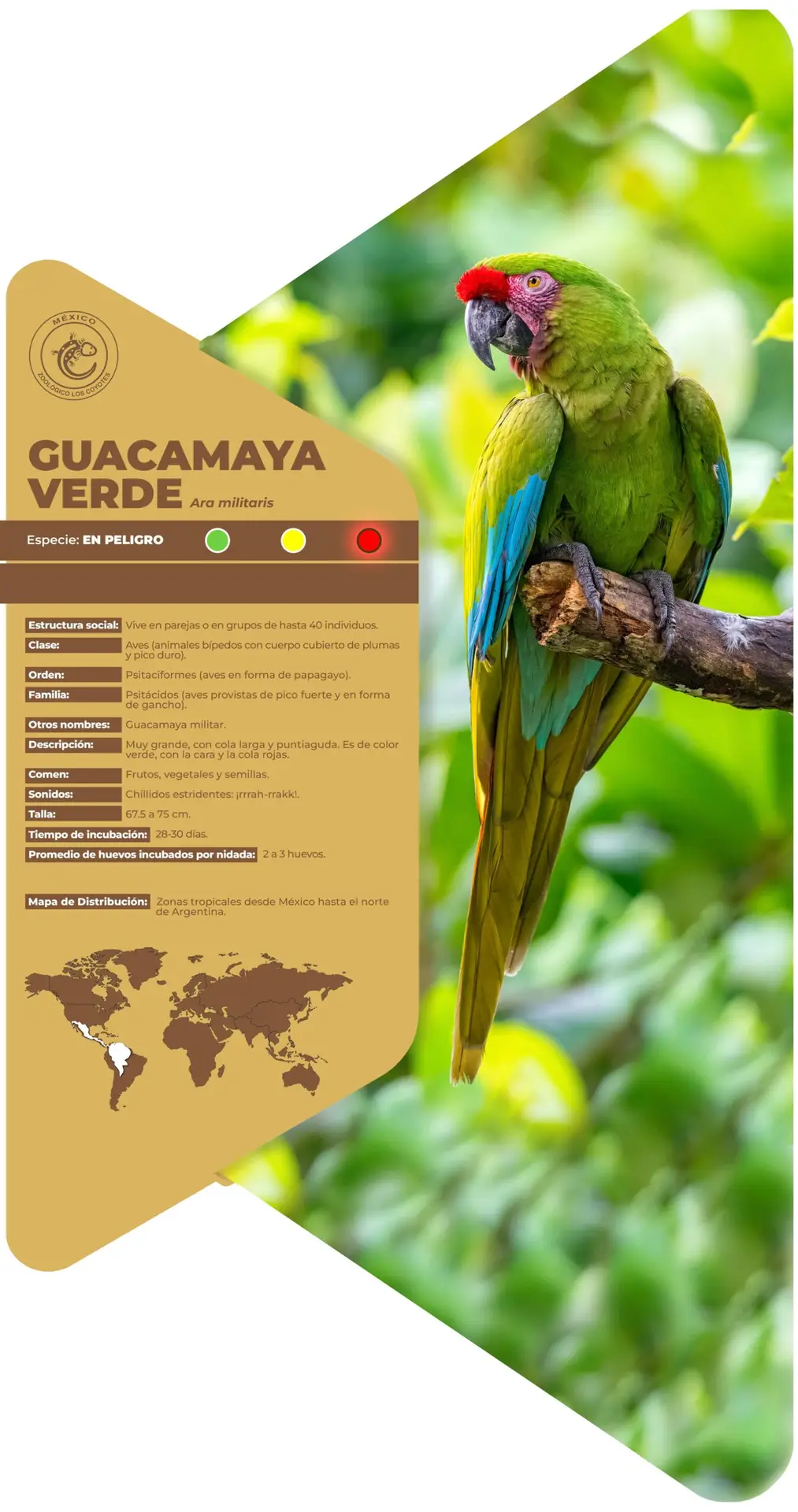 Guacamaya verde