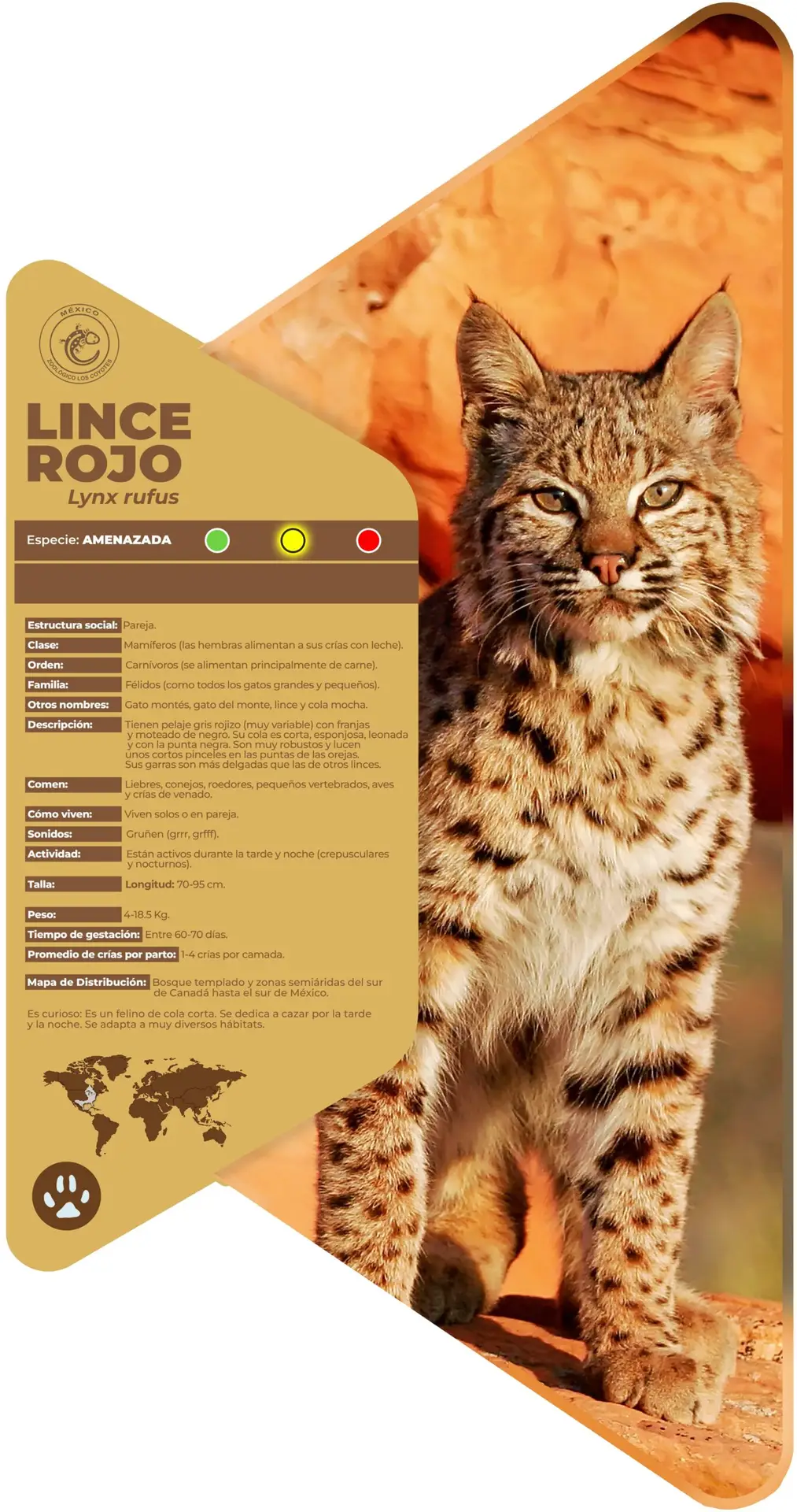 Lince rojo