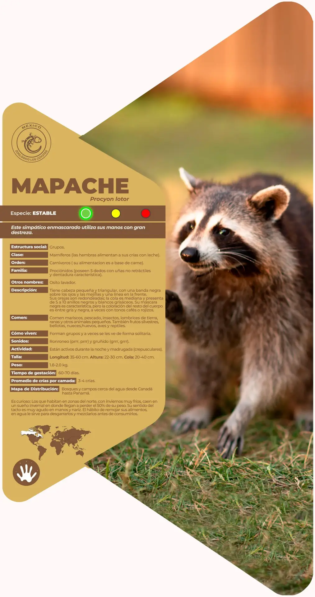 Mapache