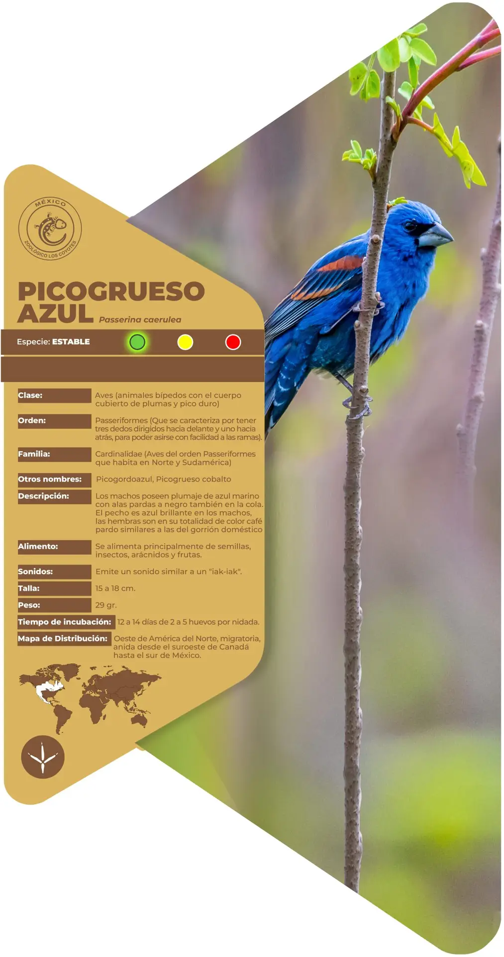 Picogrueso azul
