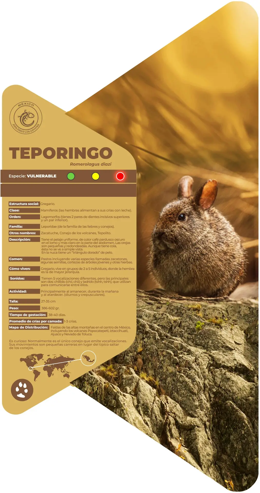 Teporingo