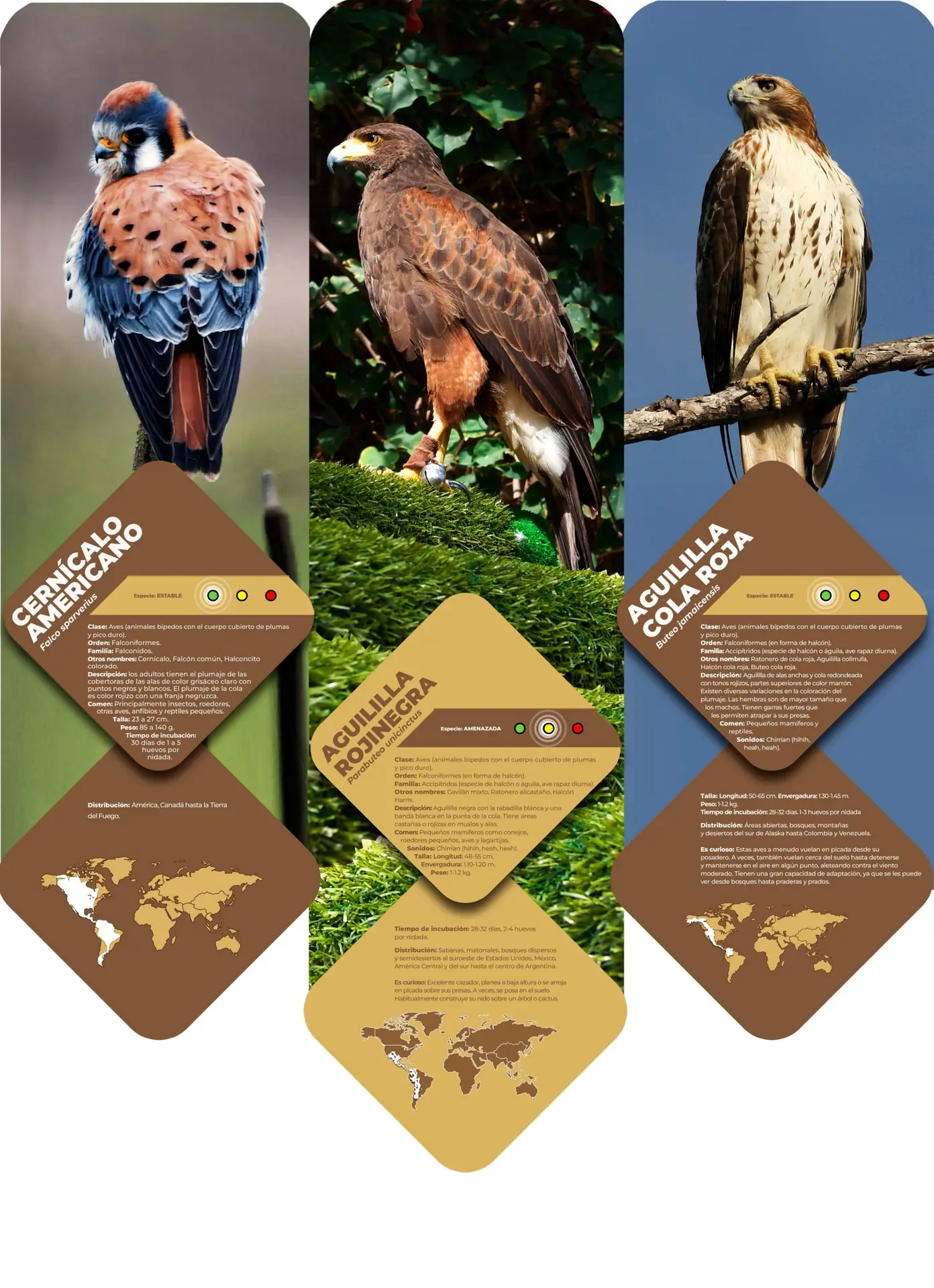 Tríptico: Cernícalo