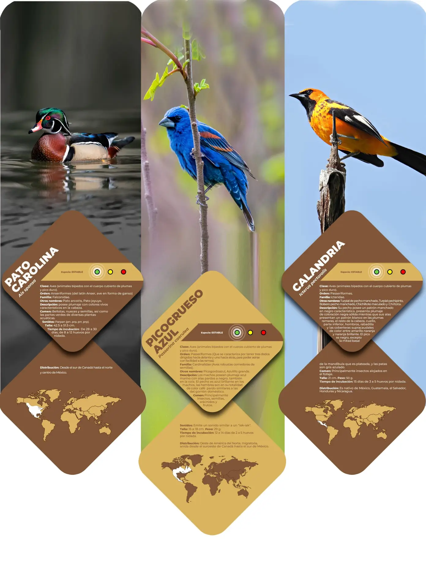 Tríptico: Pato carolina, Picogrueso, Calandria