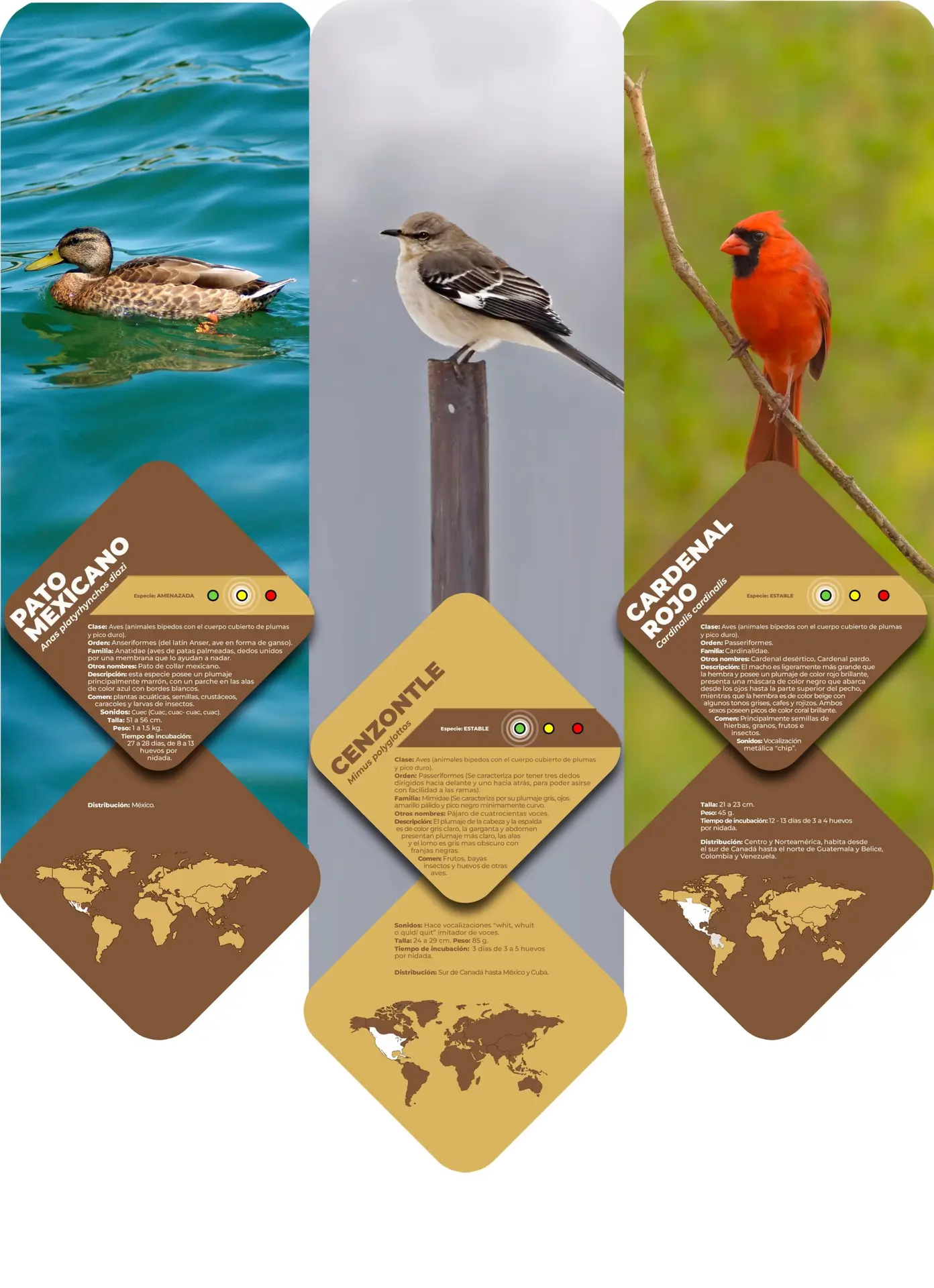 Tríptico: Pato mexicano, Cenzontle, Cardenal