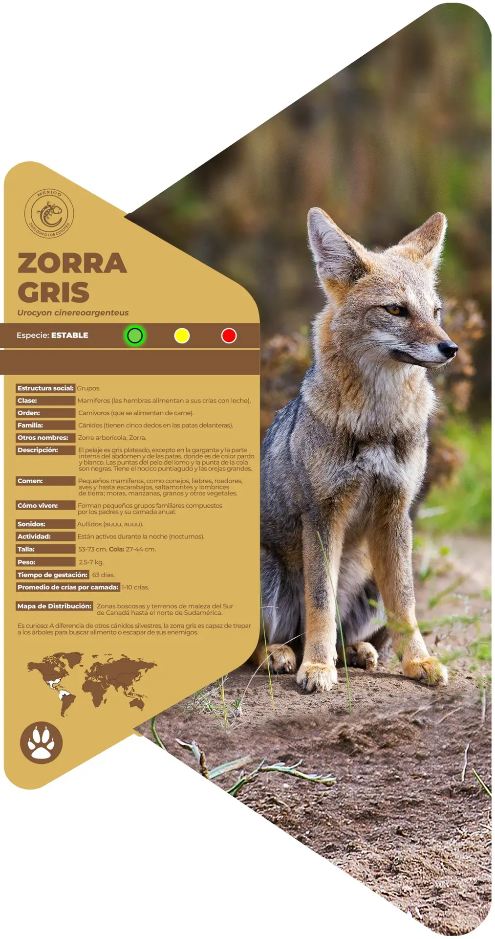 Zorra gris