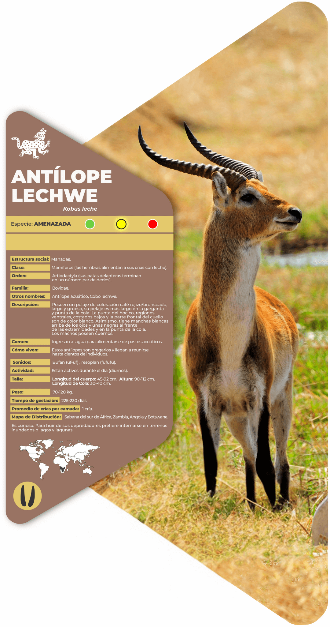 Antílope lechwe