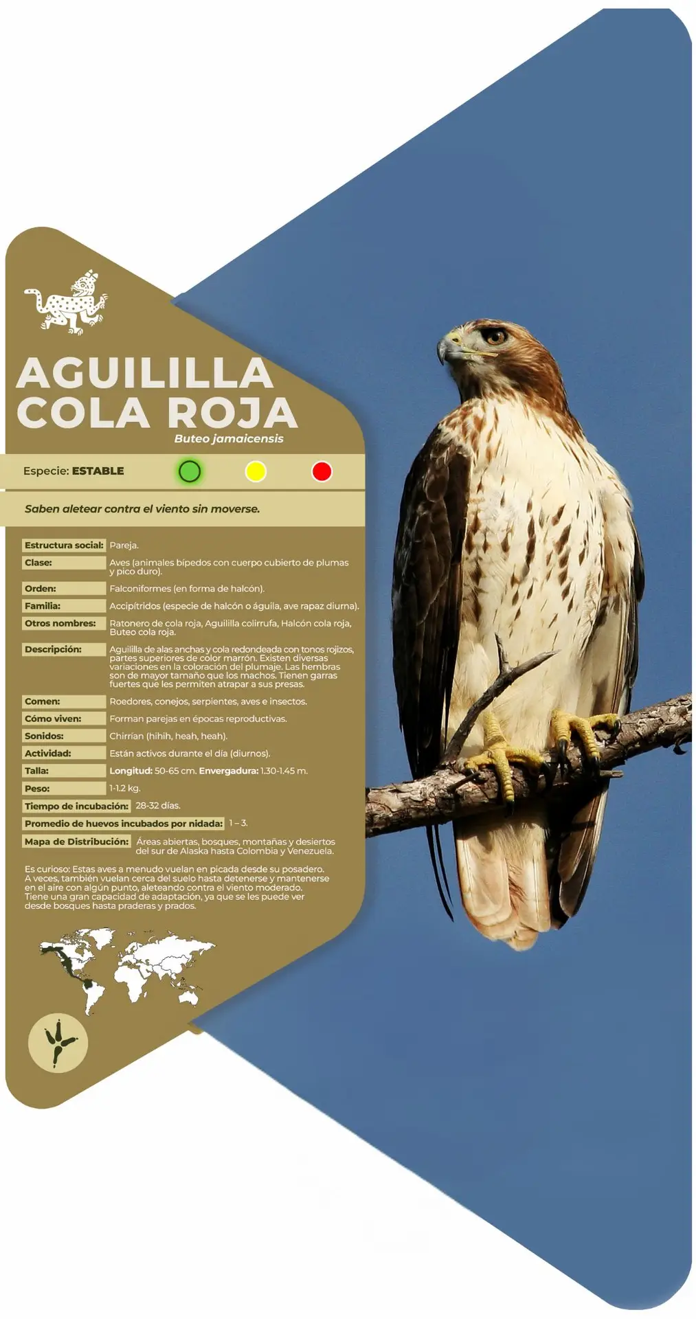 Aguililla cola roja