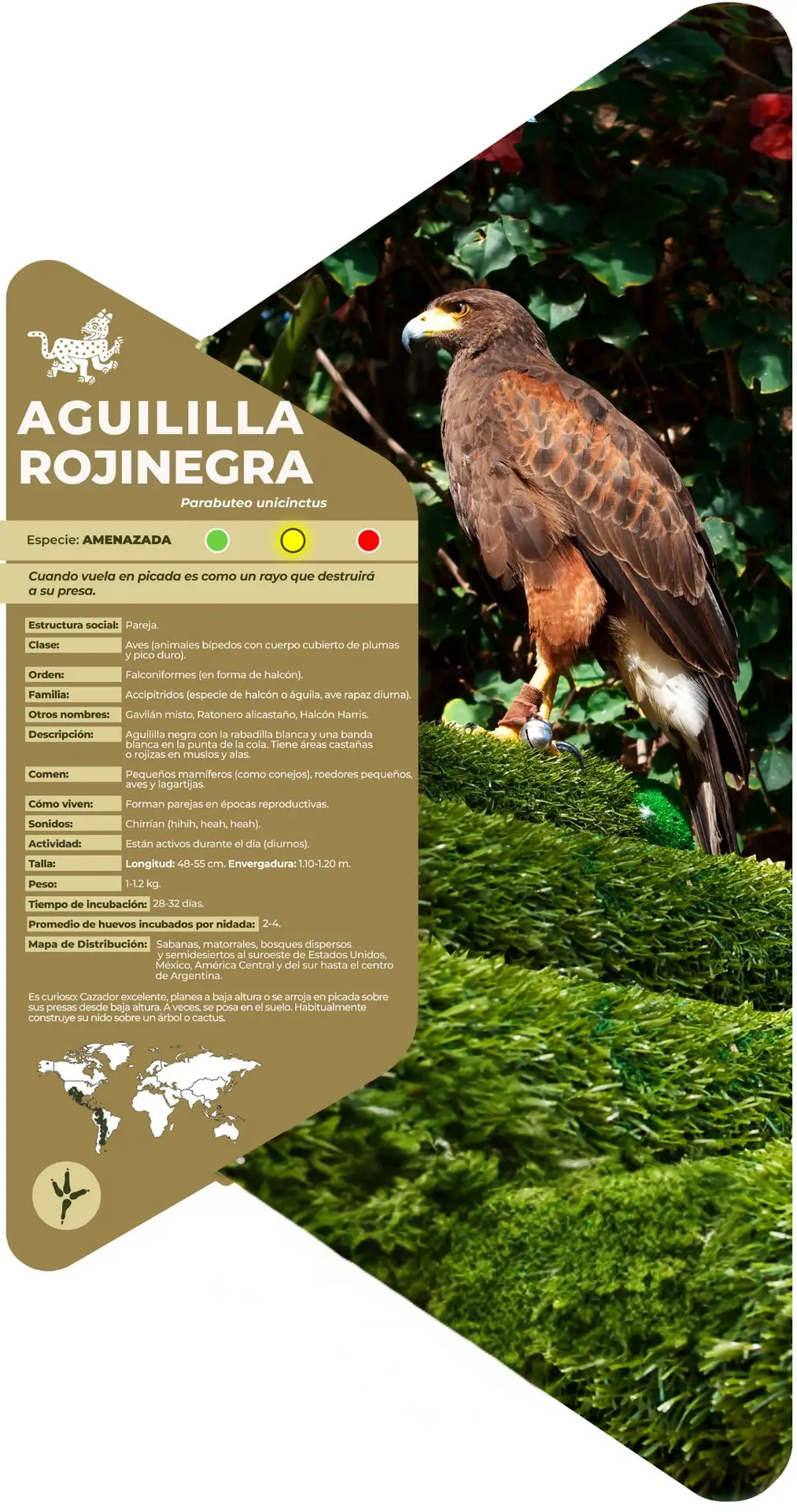 Aguililla rojinegra